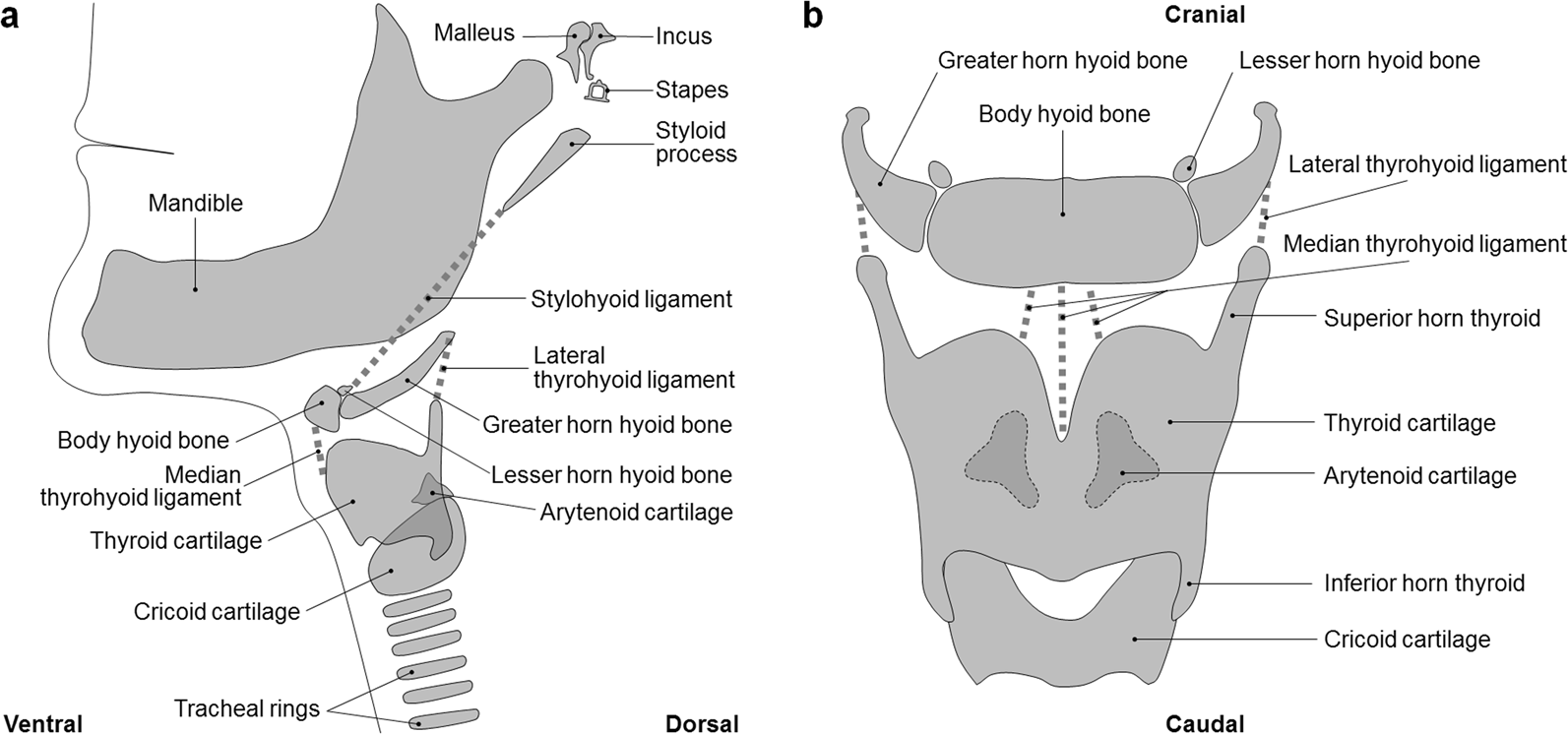 Variants Of The Hyoid Larynx Complex With Implications For Forensic Science And Consequence For The Diagnosis Of Eagle S Syndrome Scientific Reports