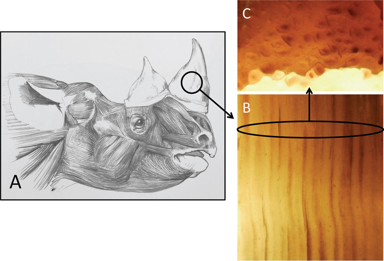 Creating artificial Rhino Horns from Horse Hair | Scientific Reports
