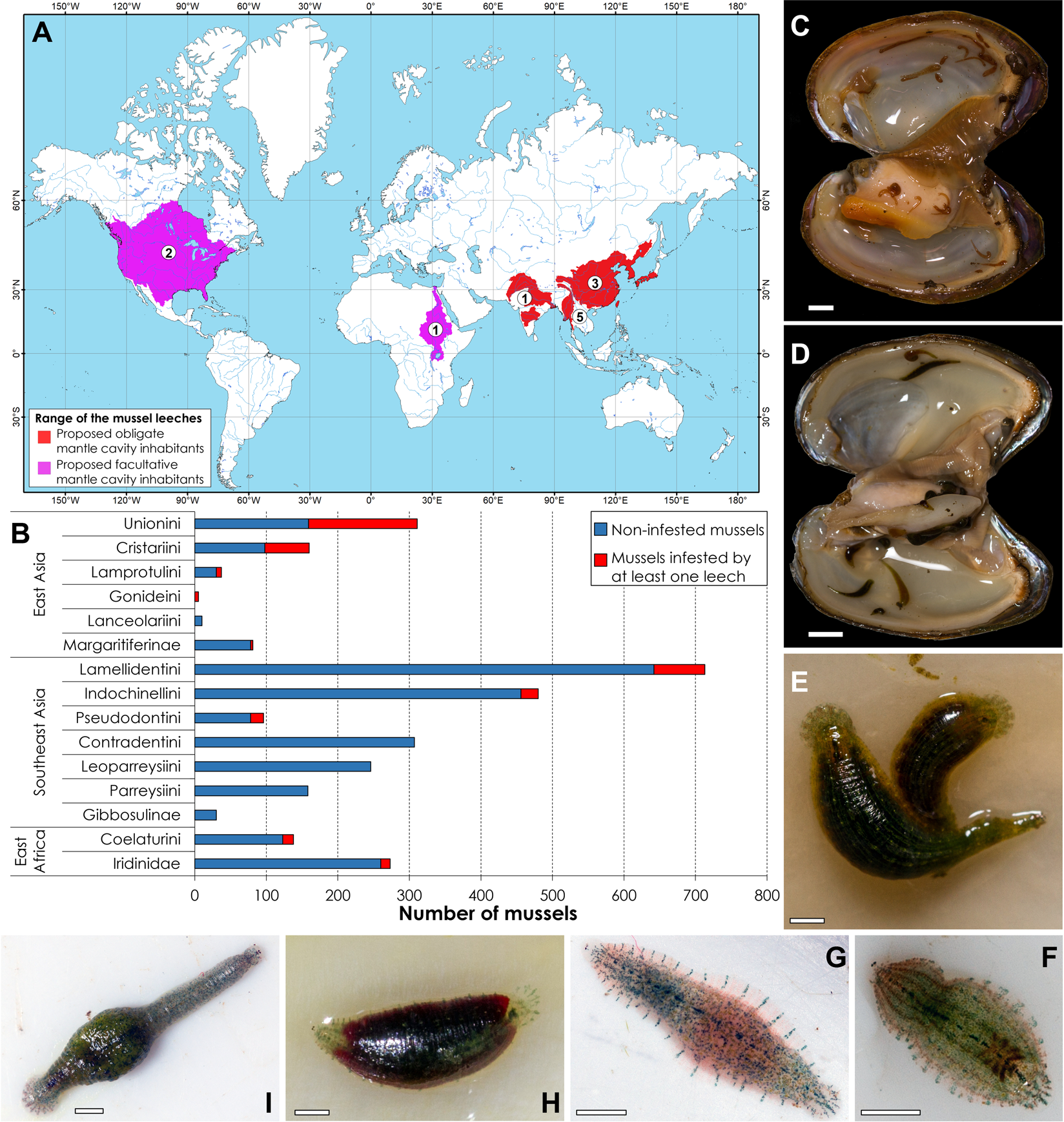 Freshwater Mussels House A Diverse Mussel Associated Leech Assemblage Scientific Reports