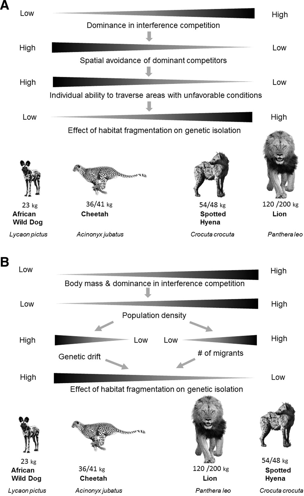 Carnivores, competition and genetic connectivity in the Anthropocene | Scientific Reports Carnivores, competition and genetic connectivity in the Anthropocene | Scientific Reports