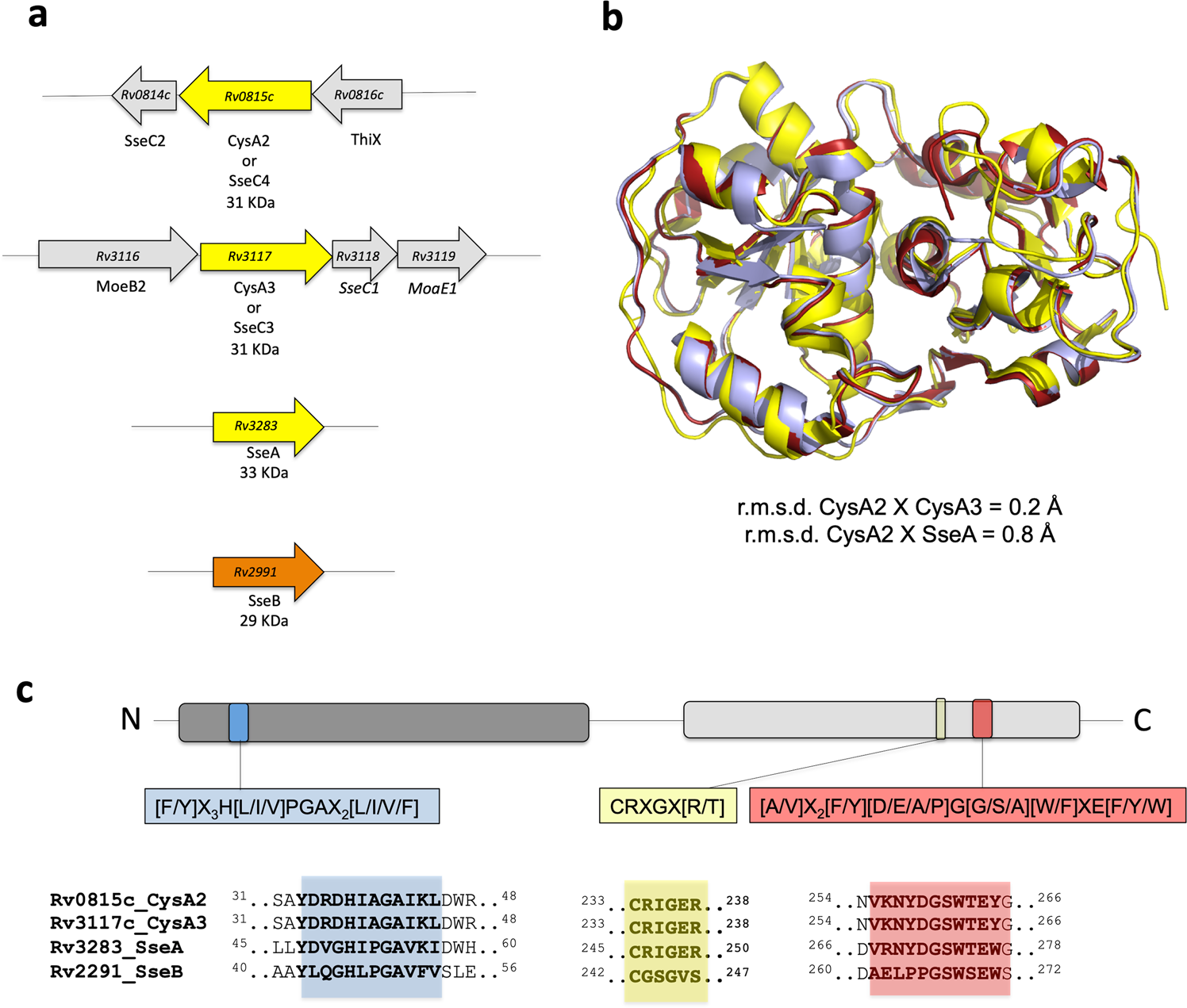 Mycobacterium Tuberculosis Cysa2 Is A Dual Sulfurtransferase With Activity Against Thiosulfate And 3 Mercaptopyruvate And Interacts With Mammalian Cells Scientific Reports