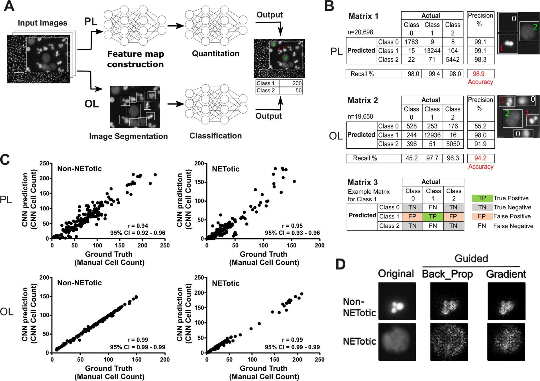 Machine Learning To Quantitate Neutrophil Netosis Scientific Reports