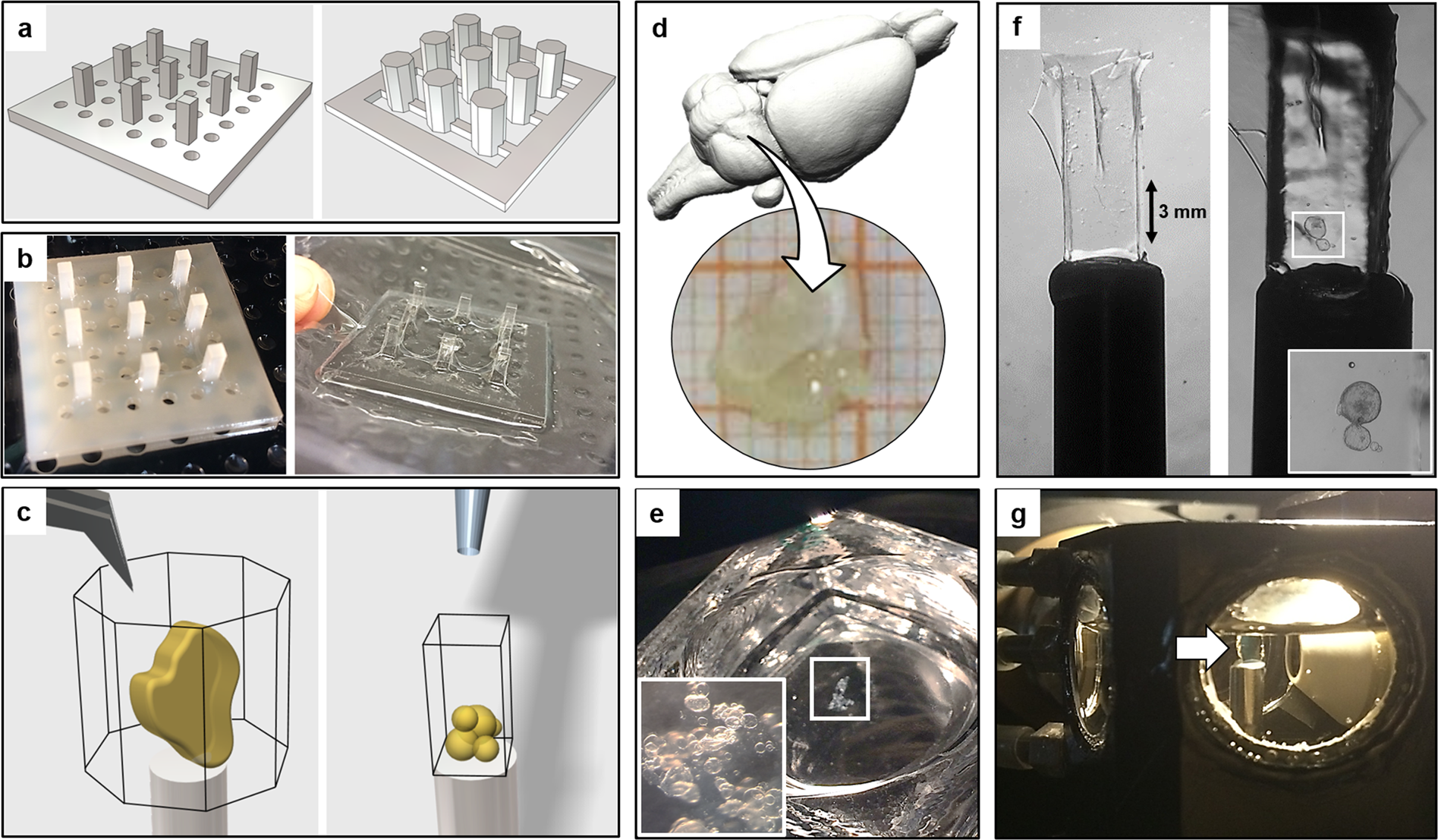 Ultra-thin fluorocarbon foils optimise multiscale imaging of three-dimensional  native and optically cleared specimens | Scientific Reports