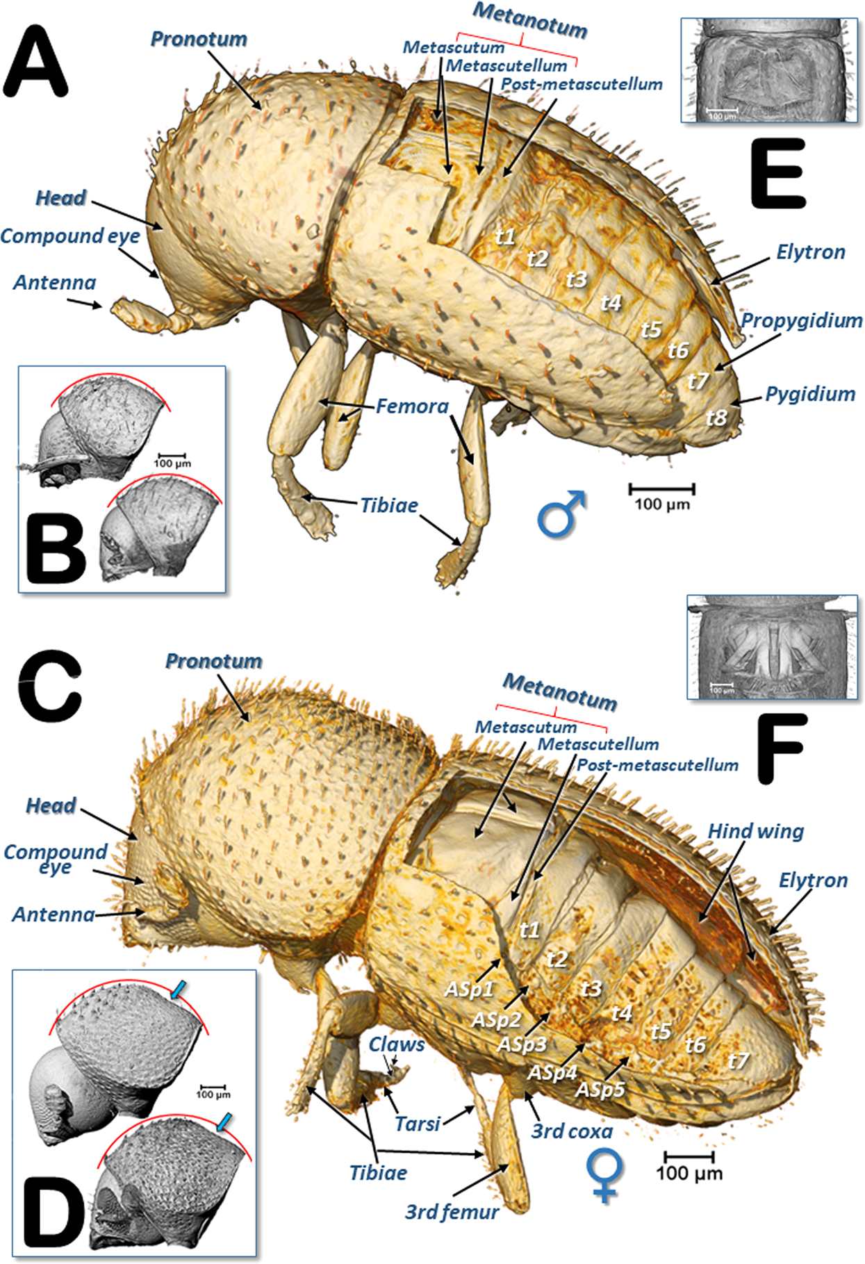 grasshopper testis dissection