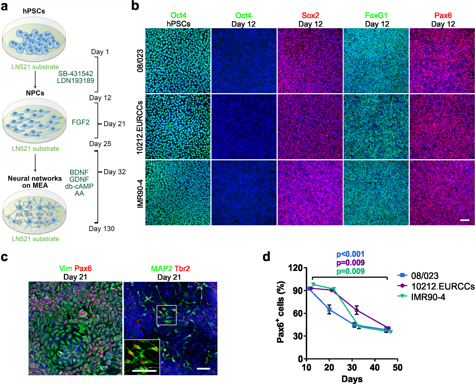 Neurons-on-a-Chip for Drug Development & Neurotoxicity