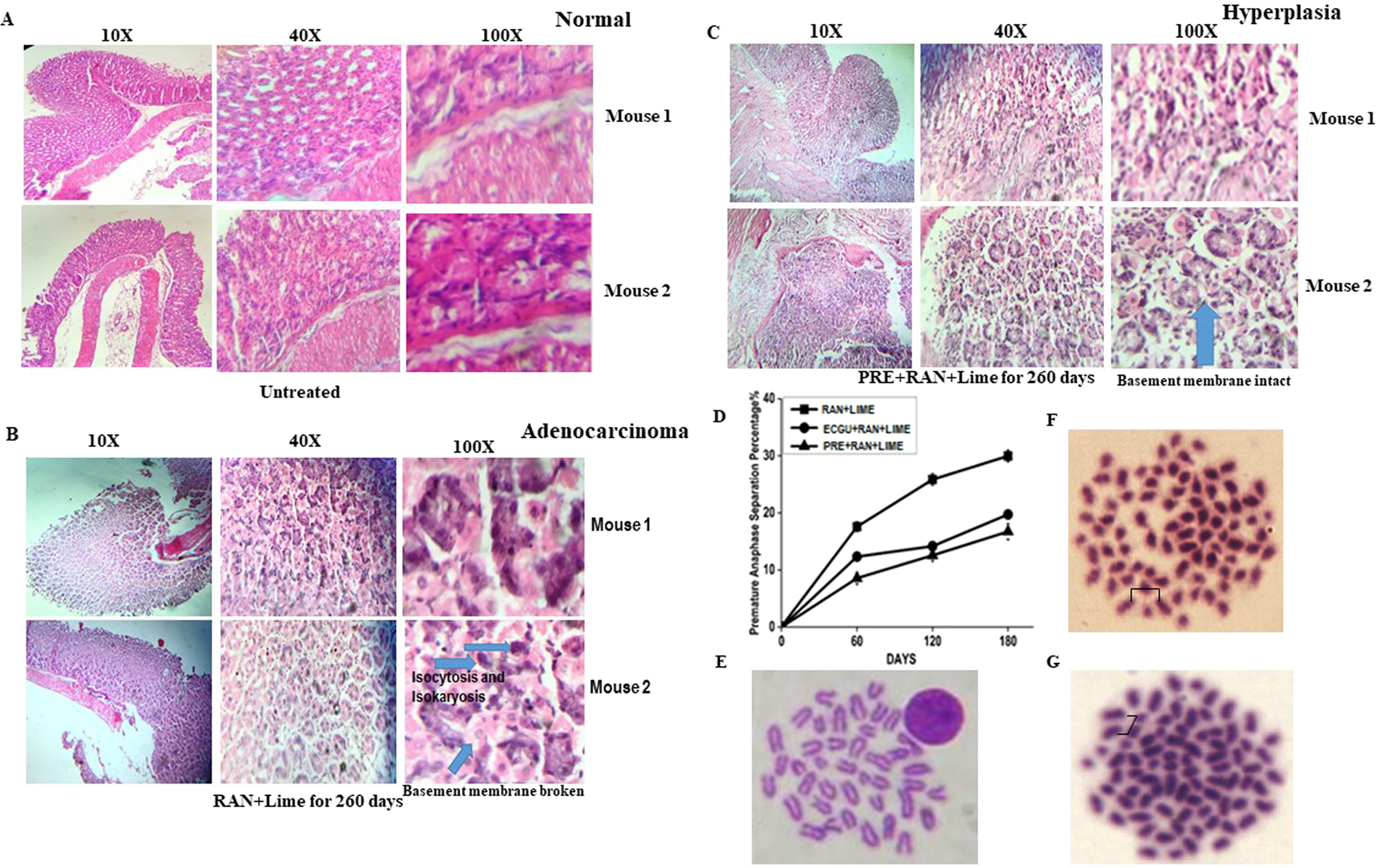 Methanolic Extract Of Potentilla Fulgens Root And Its Ethyl Acetate Fraction Delays The Process Of Carcinogenesis In Mice Scientific Reports