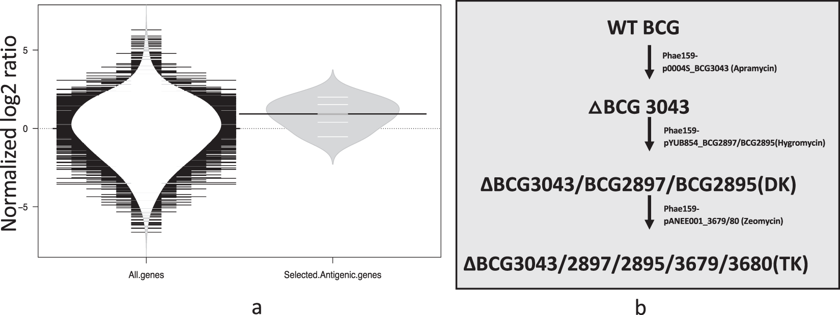 Development of diagnostic compatible BCG vaccine against Bovine tuberculosis | Scientific Reports