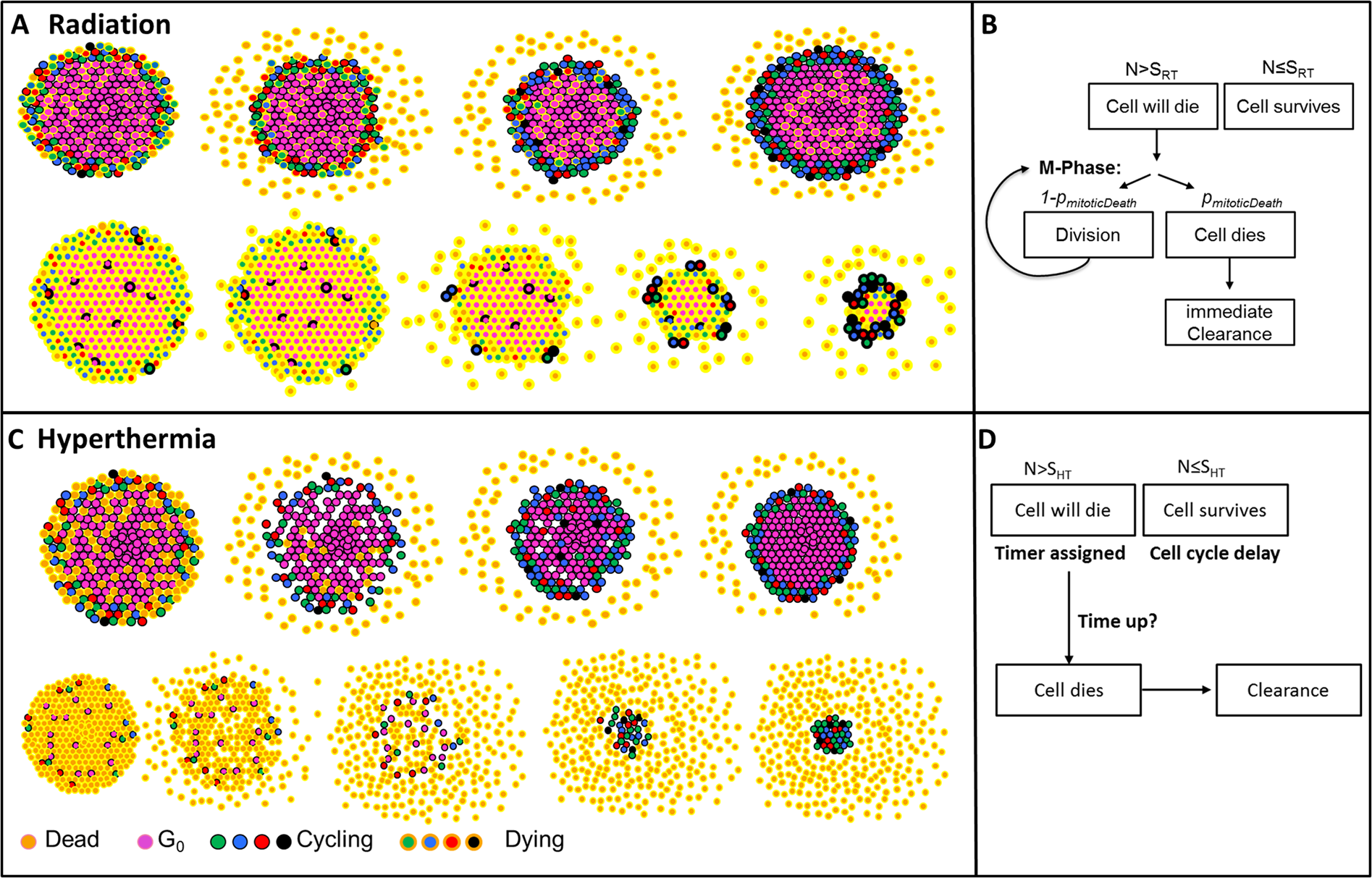 A cellular automaton model for spheroid response to radiation and  hyperthermia treatments | Scientific Reports
