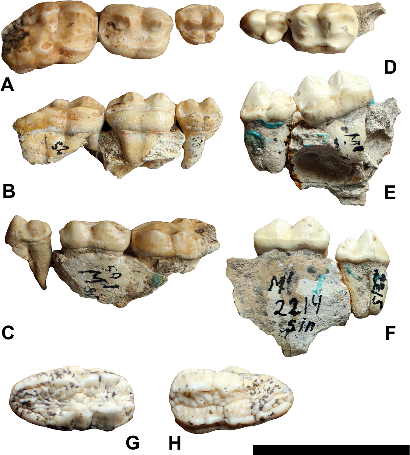 The Bears From Dmanisi And The First Dispersal Of Early Homo Out Of Africa Scientific Reports