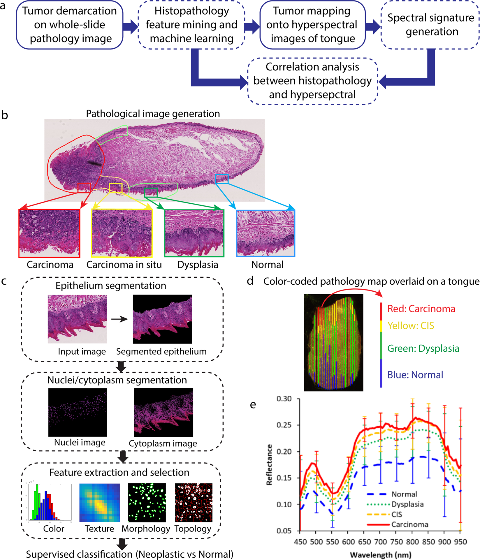 Histopathology Feature Mining And Association With Hyperspectral Imaging For The Detection Of Squamous Neoplasia Scientific Reports Histopathology Feature Mining And Association With Hyperspectral Imaging For The Detection Of Squamous Neoplasia Scientific Reports