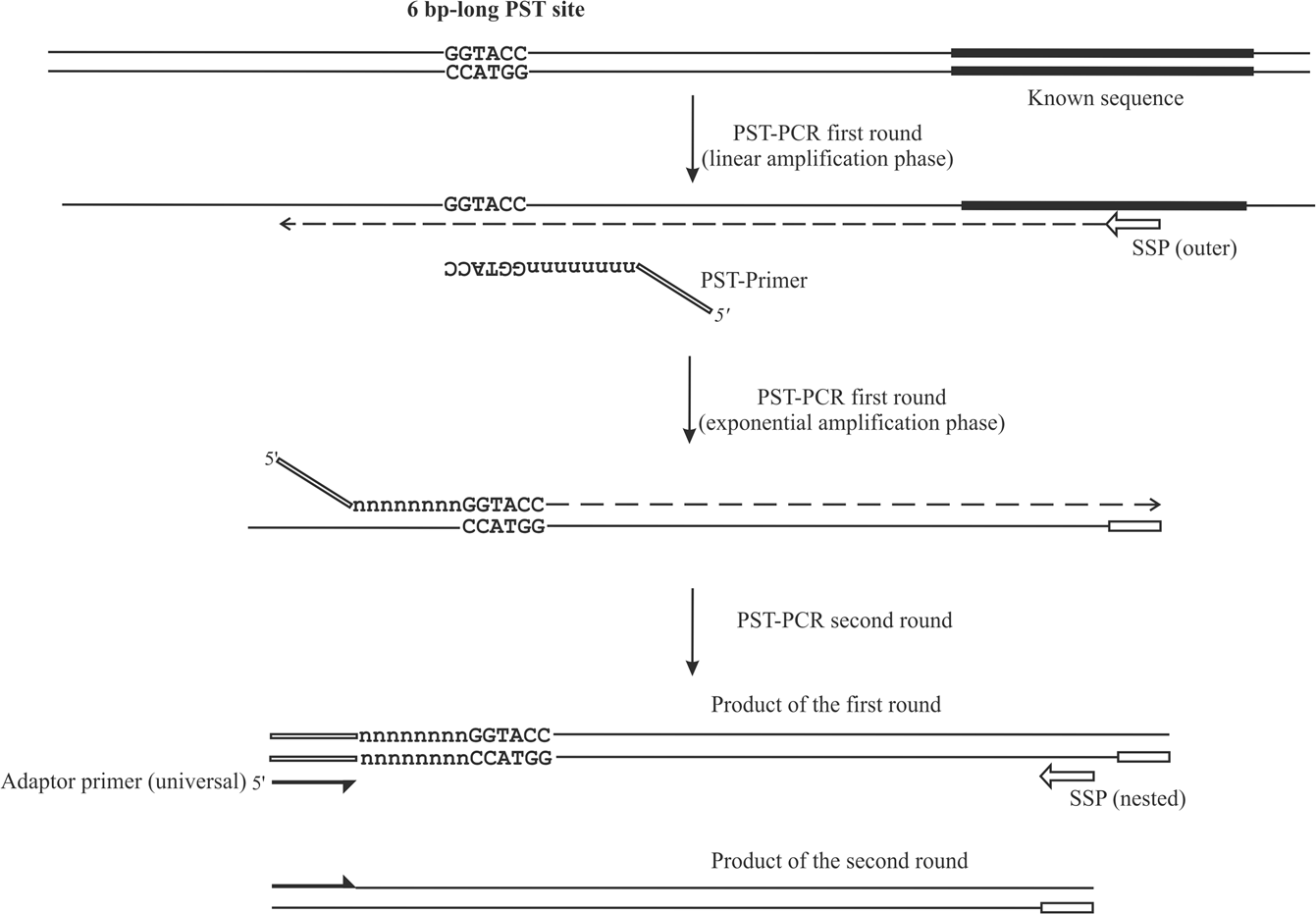 Palindromic sequence-targeted (PST) PCR: a rapid and efficient method for  high-throughput gene characterization and genome walking | Scientific  Reports