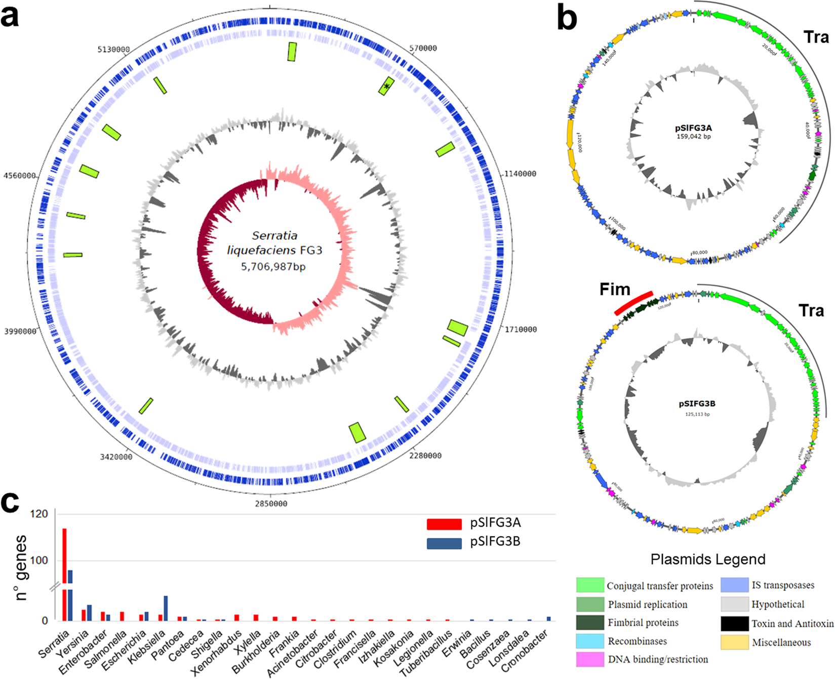 Serratia liquefaciens лечение. Геном 3 читать. Геном 3 читать. Лукьяненко геном 3 калеки. Геном 3 читать.