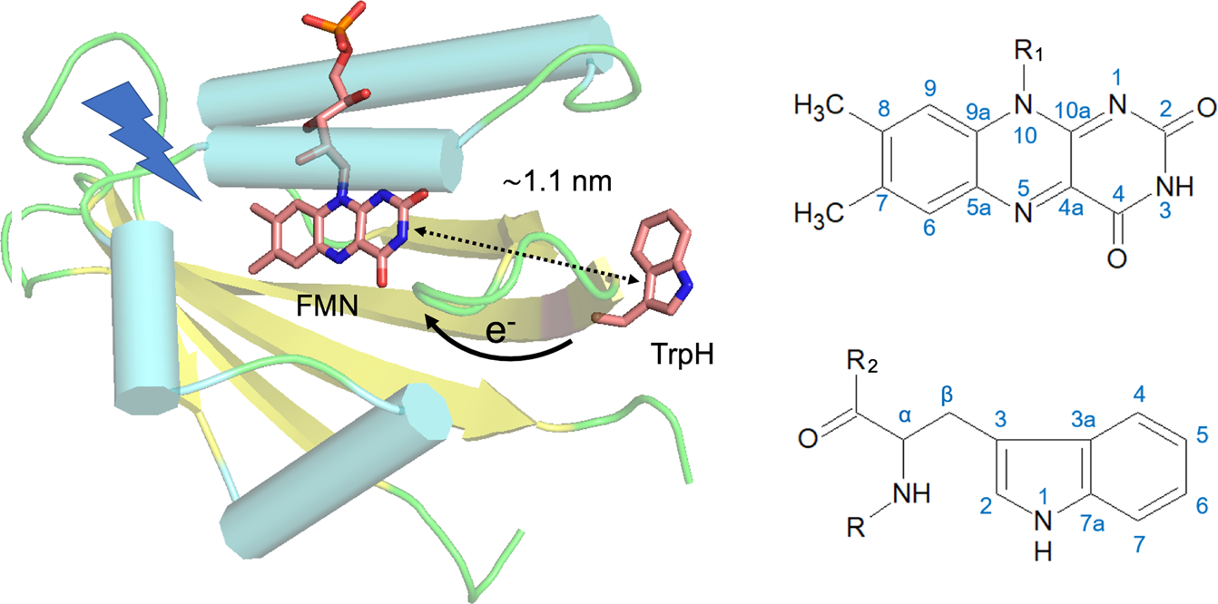 Nuclear Spin Hyperpolarization Generated In A Flavoprotein Under Illumination Experimental Field Dependence And Theoretical Level Crossing Analysis Scientific Reports Nuclear Spin Hyperpolarization Generated In A Flavoprotein Under Illumination Experimental Field Dependence And Theoretical Level Crossing Analysis Scientific Reports
