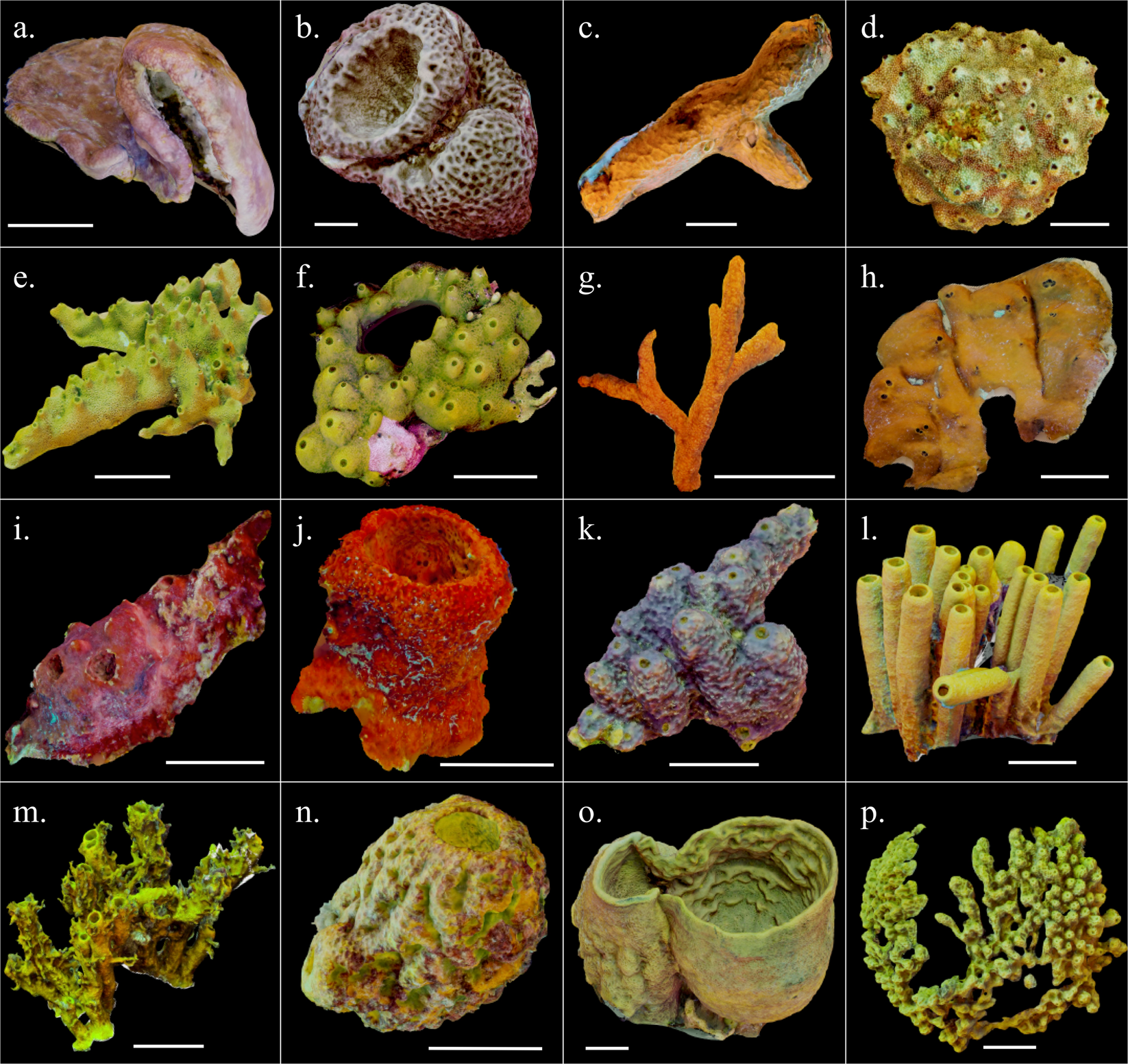 Growth estimates of Caribbean reef sponges on a shipwreck using 3D
