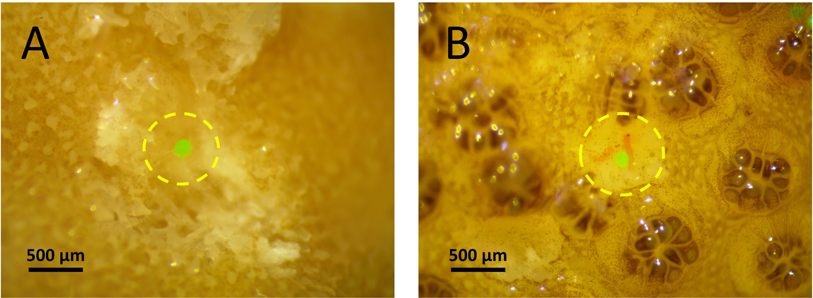 Microplastics ingestion and heterotrophy in thermally stressed corals |  Scientific Reports