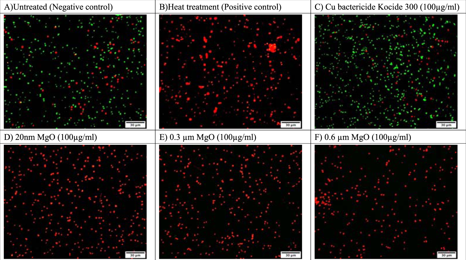 Particle Size Dependent Bactericidal Activity Of Magnesium Oxide Against Xanthomonas Perforans And Bacterial Spot Of Tomato Scientific Reports