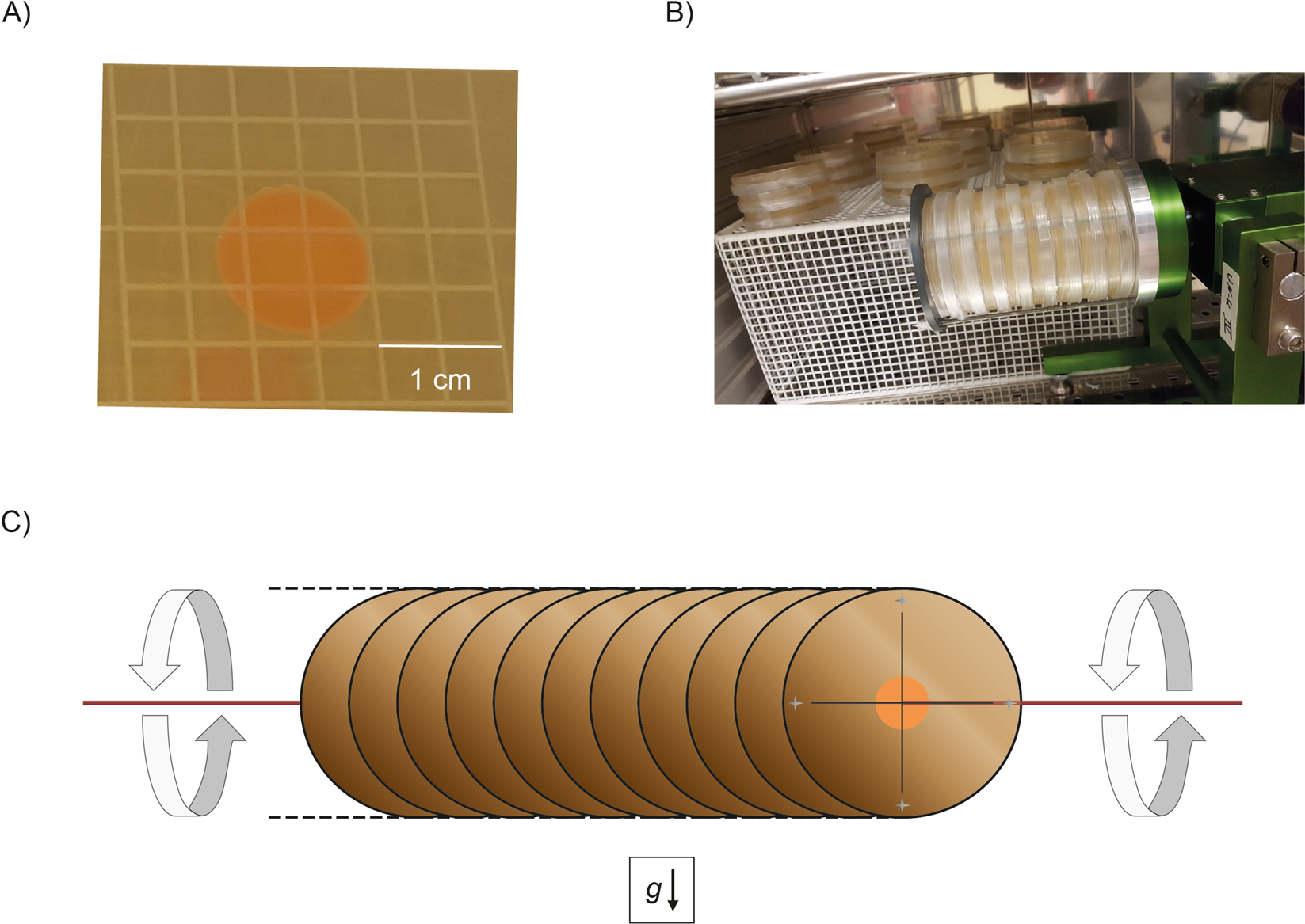 Frontiers  Proteomic and Metabolomic Profiling of Deinococcus