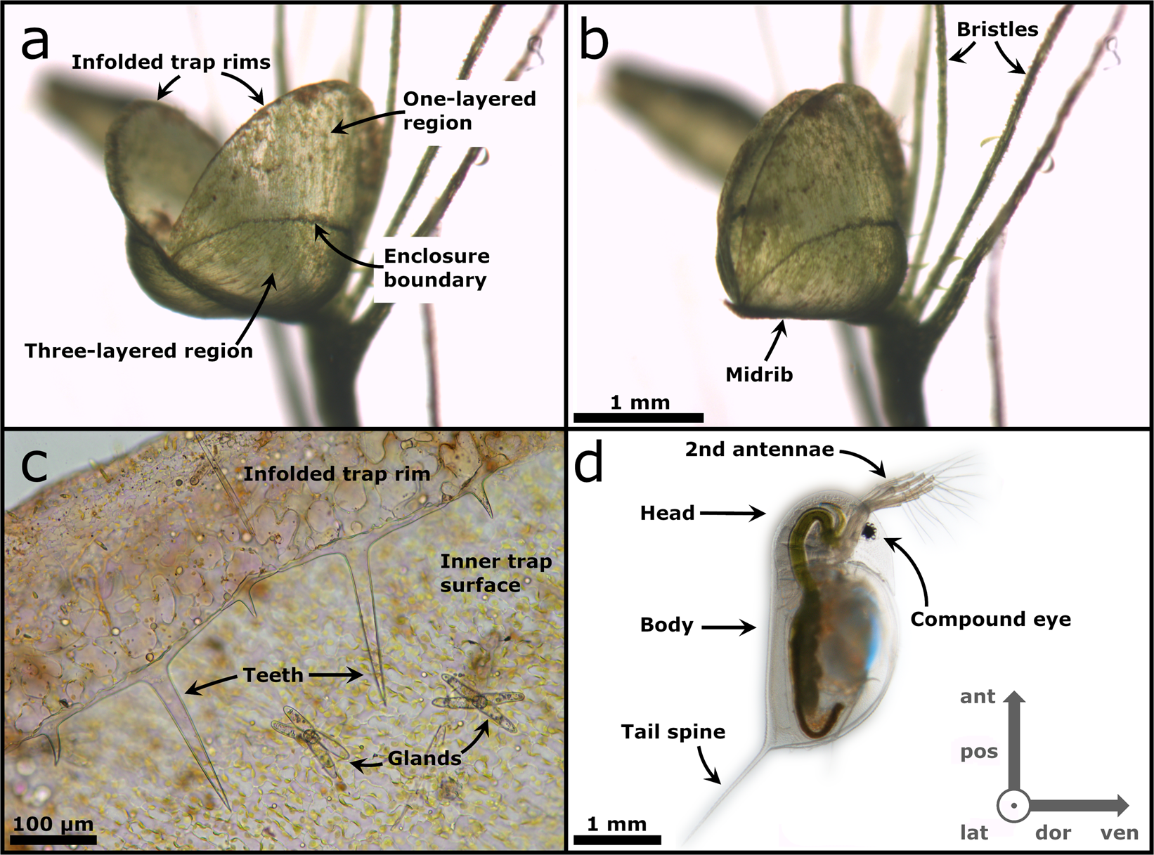 Download Prey Capture Analyses In The Carnivorous Aquatic Waterwheel Plant Aldrovanda Vesiculosa L Droseraceae Scientific Reports