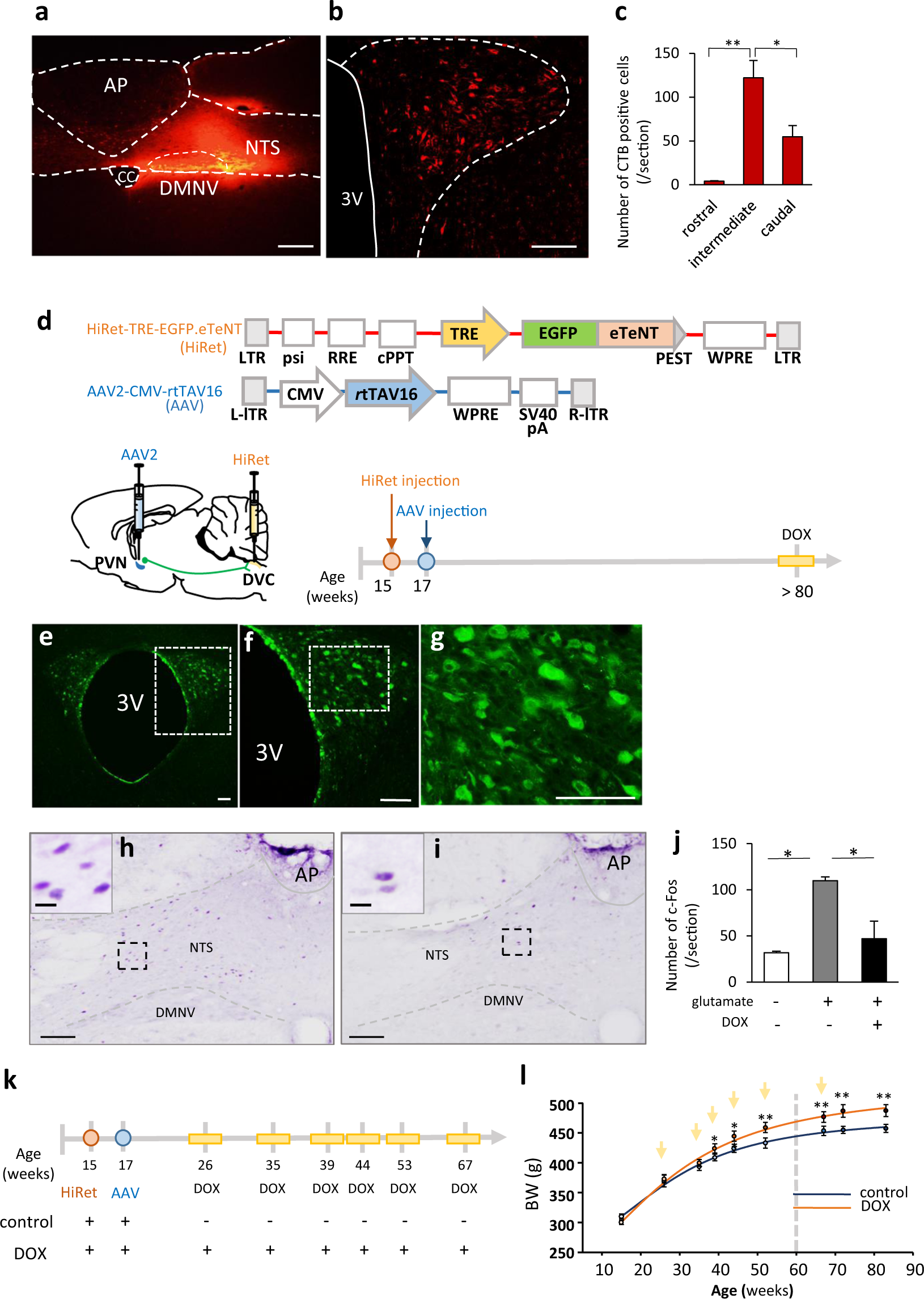 TrkB-expressing paraventricular hypothalamic neurons suppress