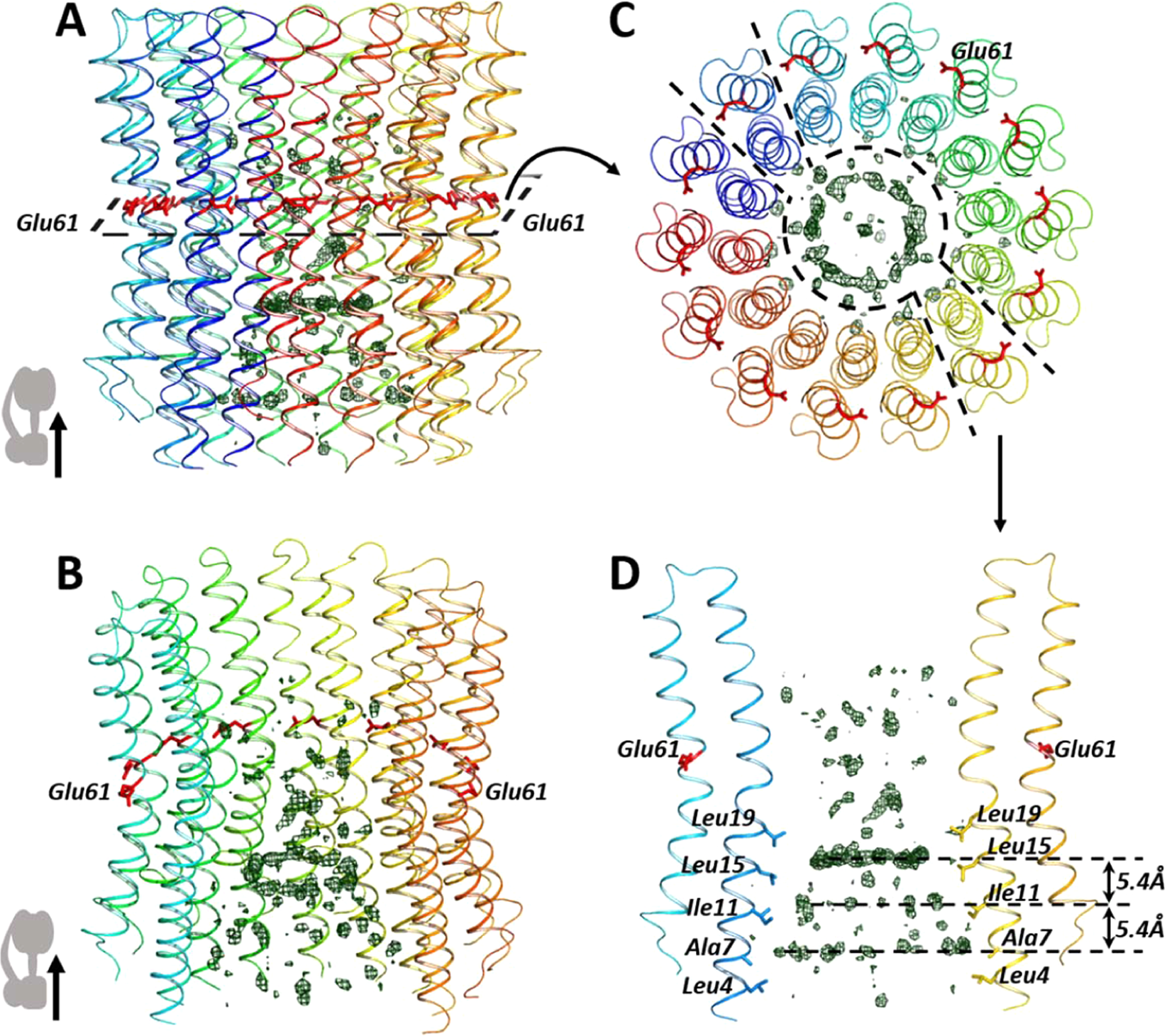 Unusual features of the c-ring of F1FO ATP synthases | Scientific Reports