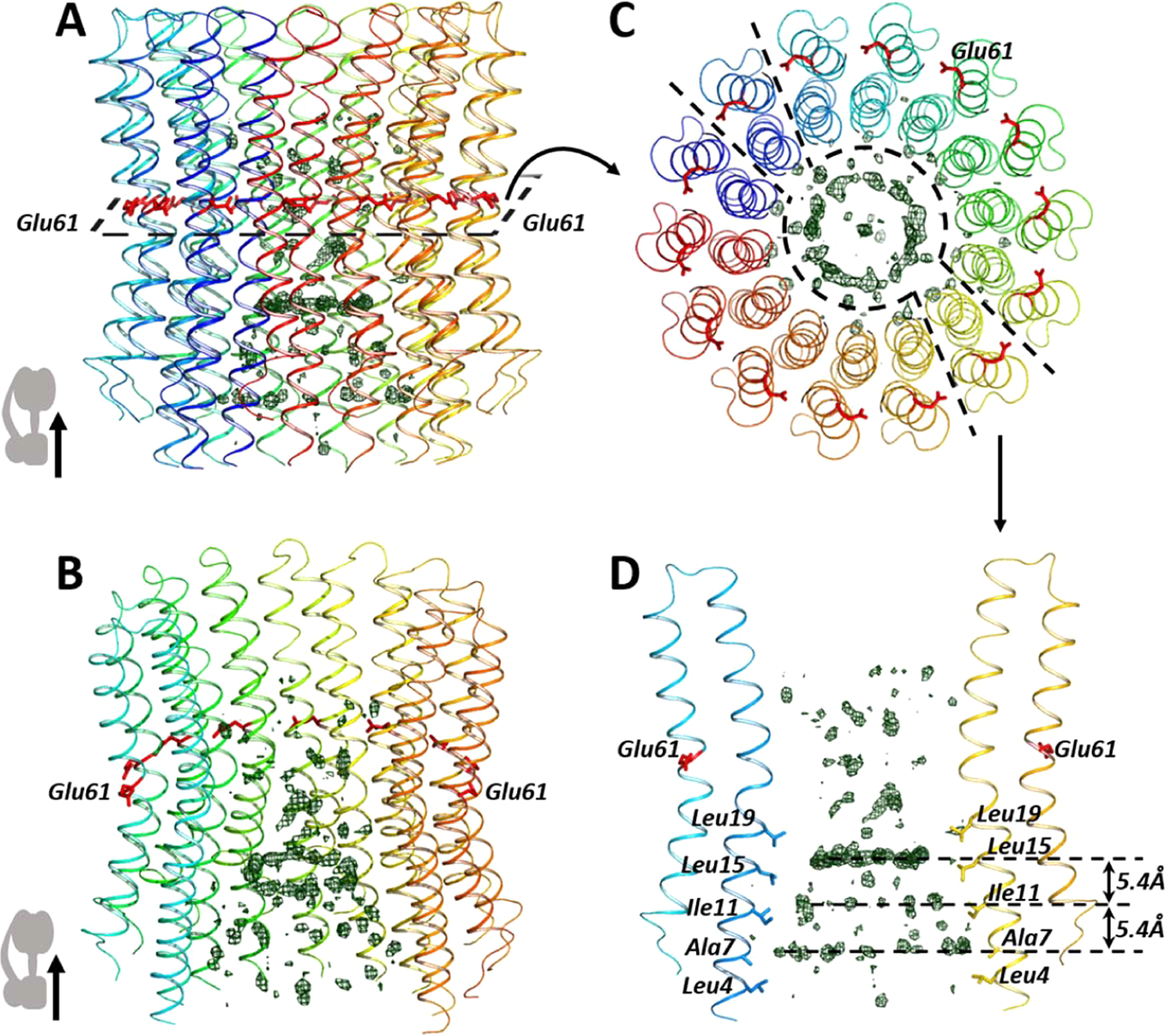 Unusual Features Of The C Ring Of F 1 F O Atp Synthases Scientific Reports Unusual Features Of The C Ring Of F 1 F O Atp Synthases Scientific Reports