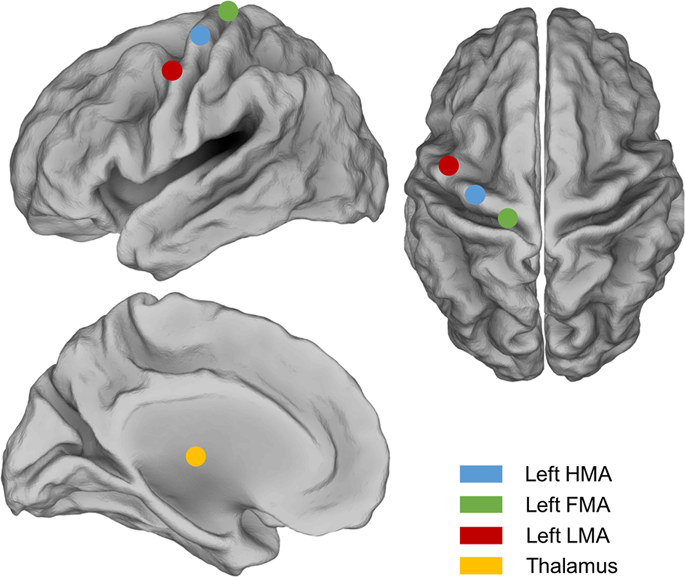 Thalamus & Cerebral cortex – KINES 531: Neural Control of Movement