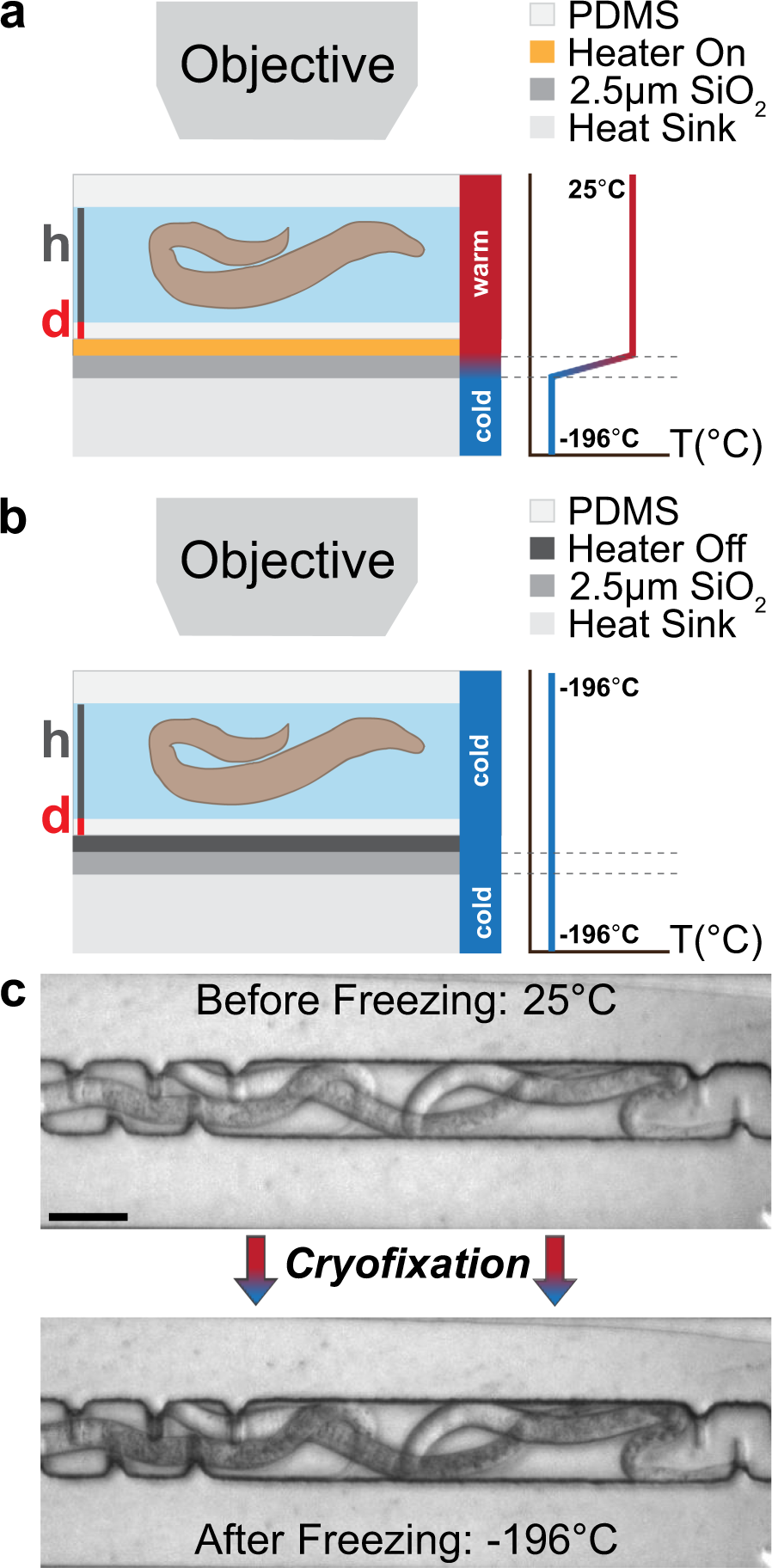 In Situ Microfluidic Cryofixation For Cryo Focused Ion Beam Milling And Cryo Electron Tomography Scientific Reports
