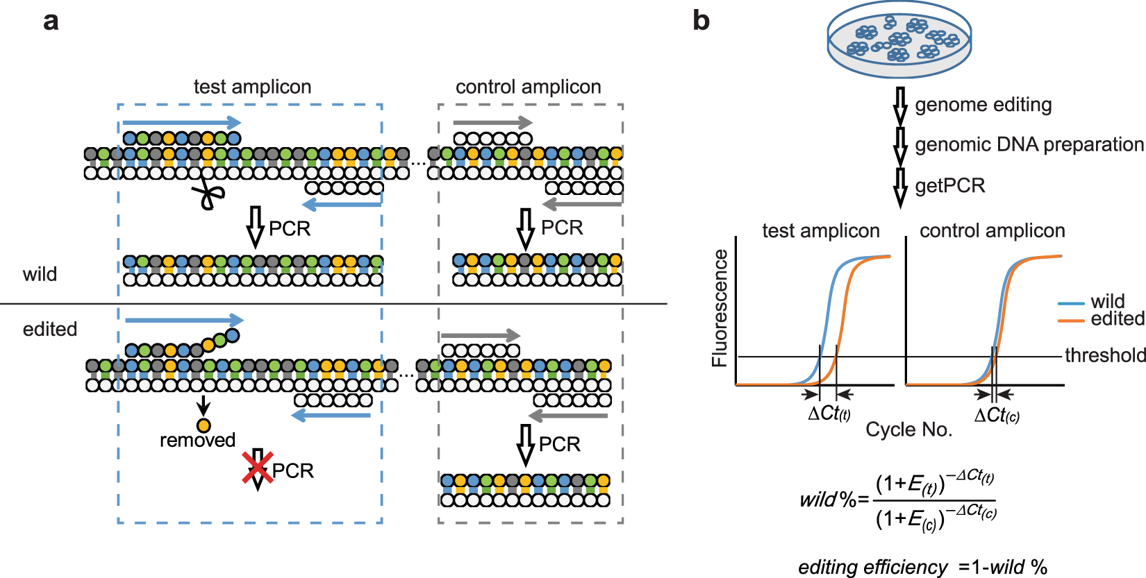 A qPCR method for genome editing efficiency determination and single-cell  clone screening in human cells | Scientific Reports