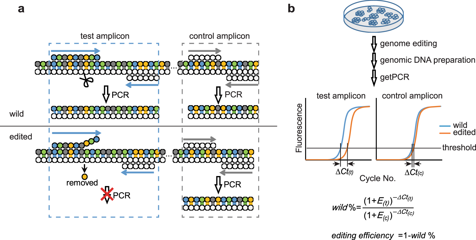 Step-by-step efficiency of cloning, small-scale protein expression and