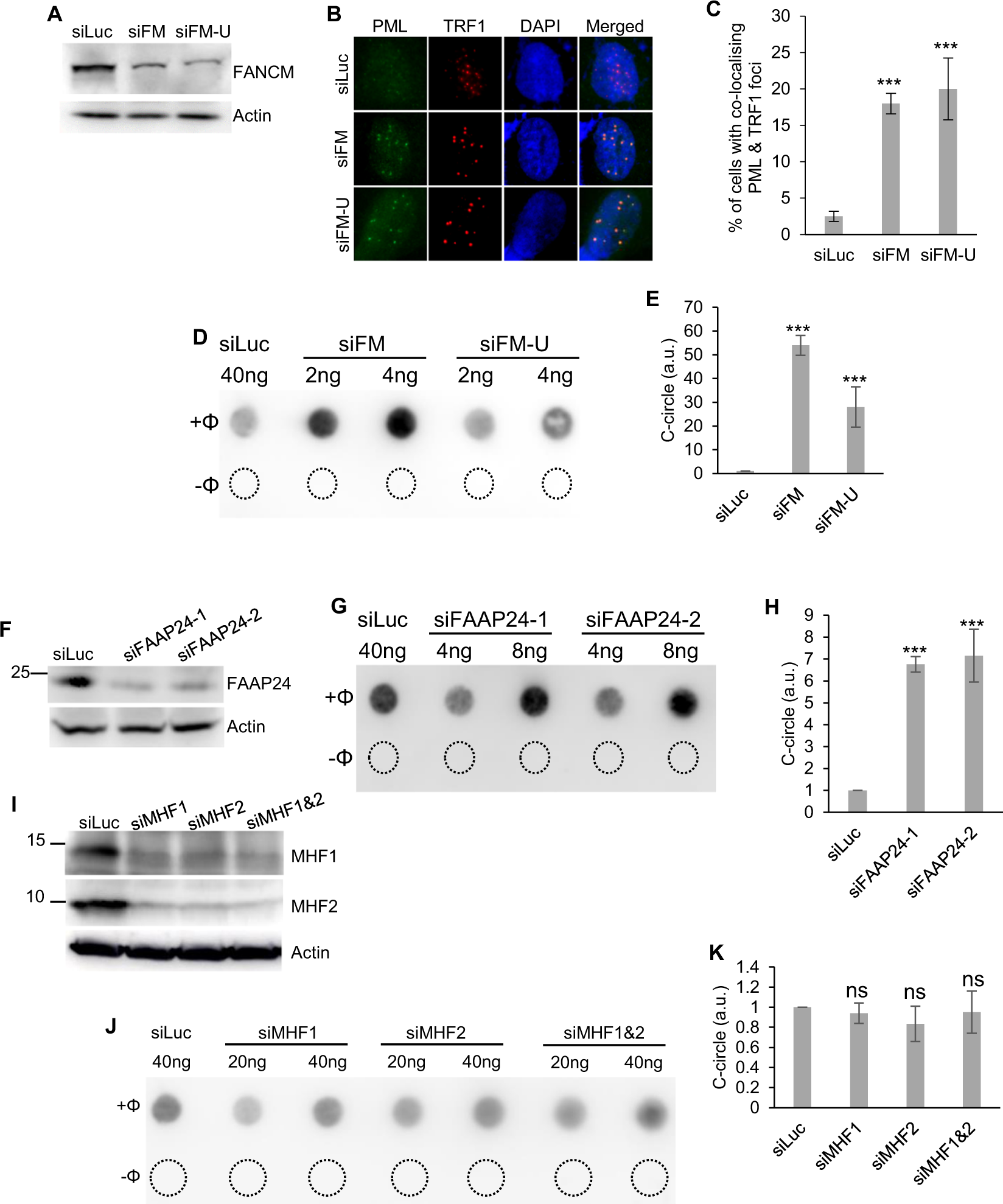 FANCM suppresses DNA replication stress at ALT telomeres by disrupting  TERRA R-loops | Scientific Reports
