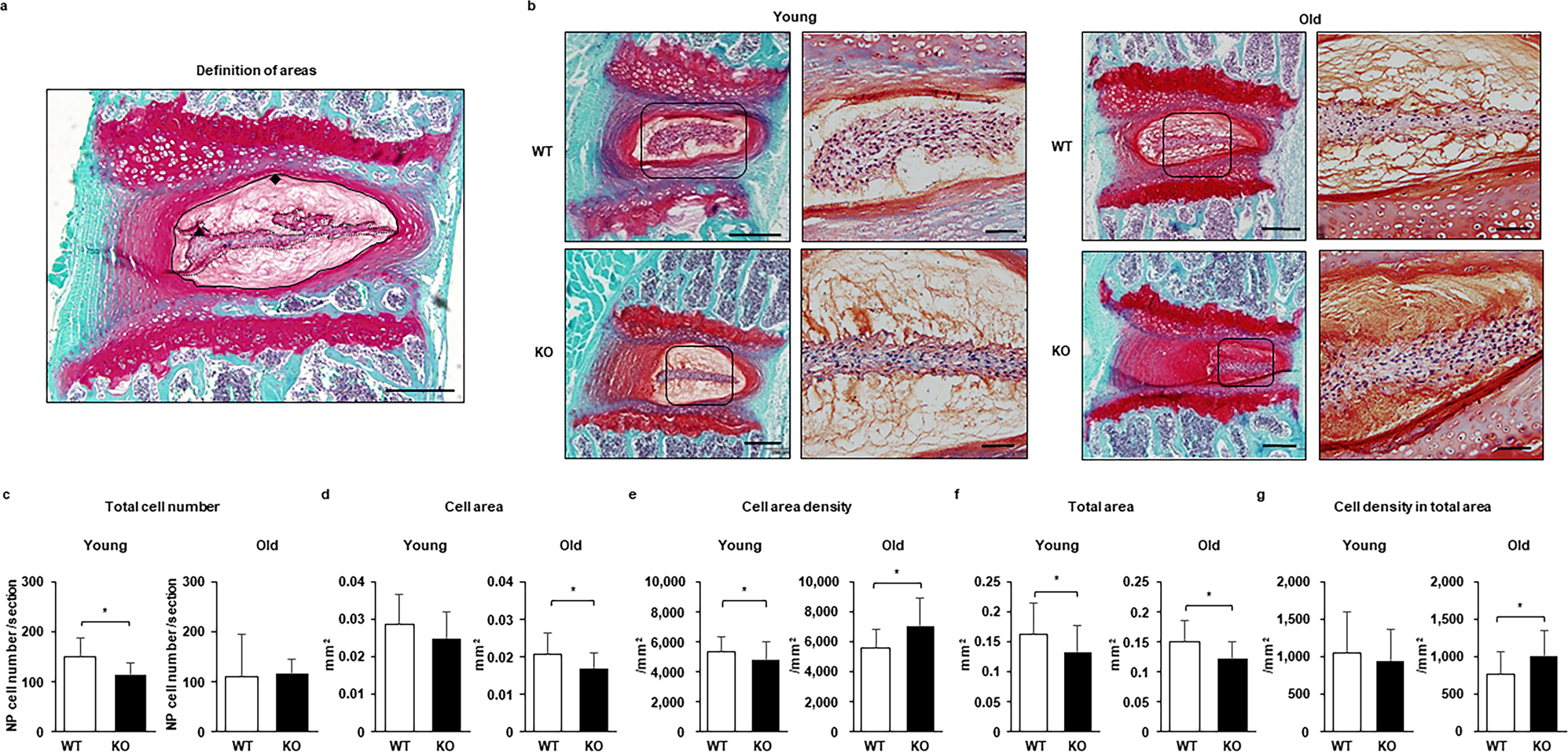 Caspase 3 Knockout Inhibits Intervertebral Disc Degeneration Related To Injury But Accelerates Degeneration Related To Aging Scientific Reports