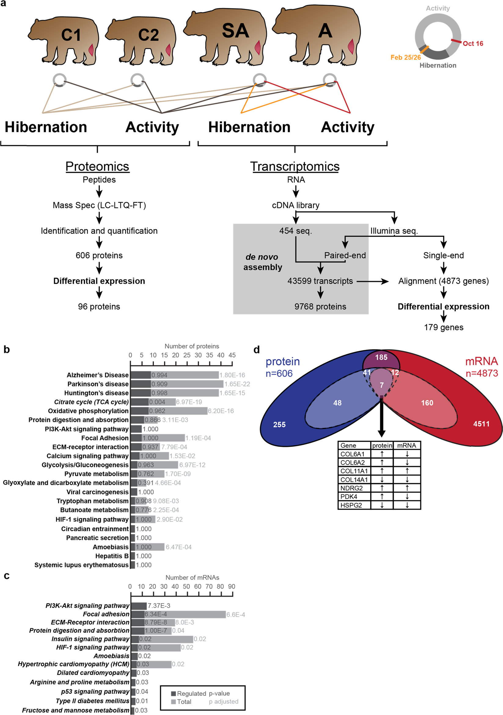 Proteomic and Transcriptomic Changes in Hibernating Grizzly Bears Reveal  Metabolic and Signaling Pathways that Protect against Muscle Atrophy |  Scientific Reports