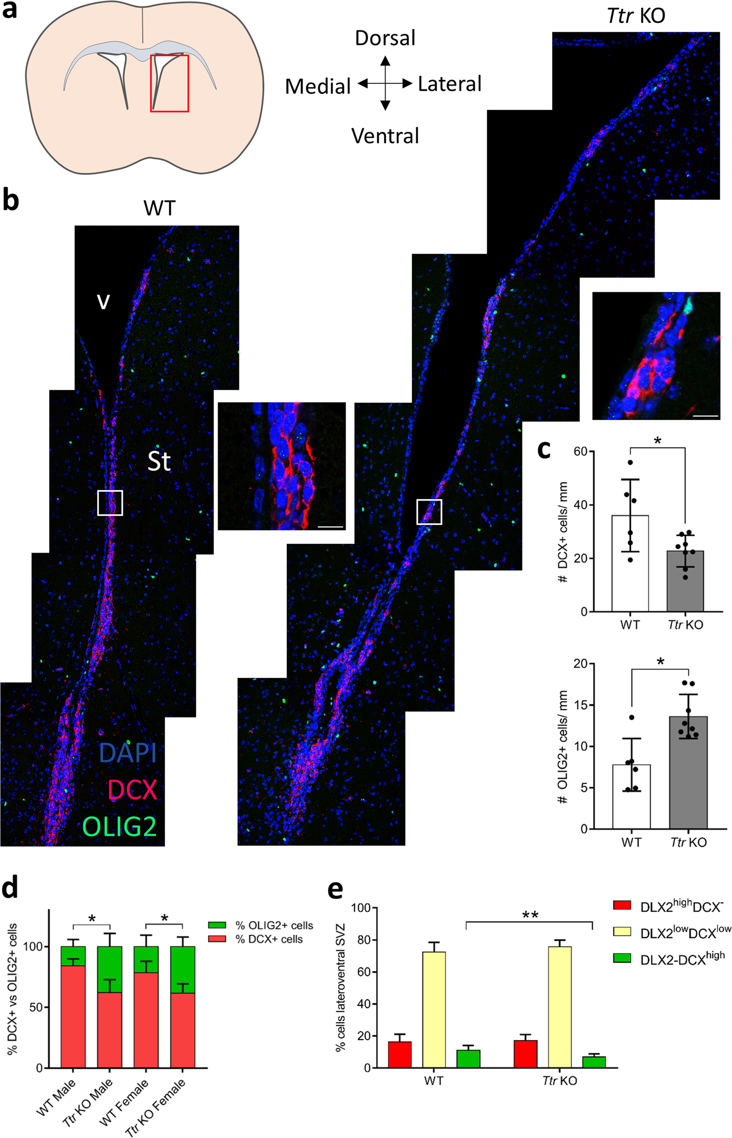 Gender Specific Effects Of Transthyretin On Neural Stem Cell Fate In The Subventricular Zone Of The Adult Mouse Scientific Reports