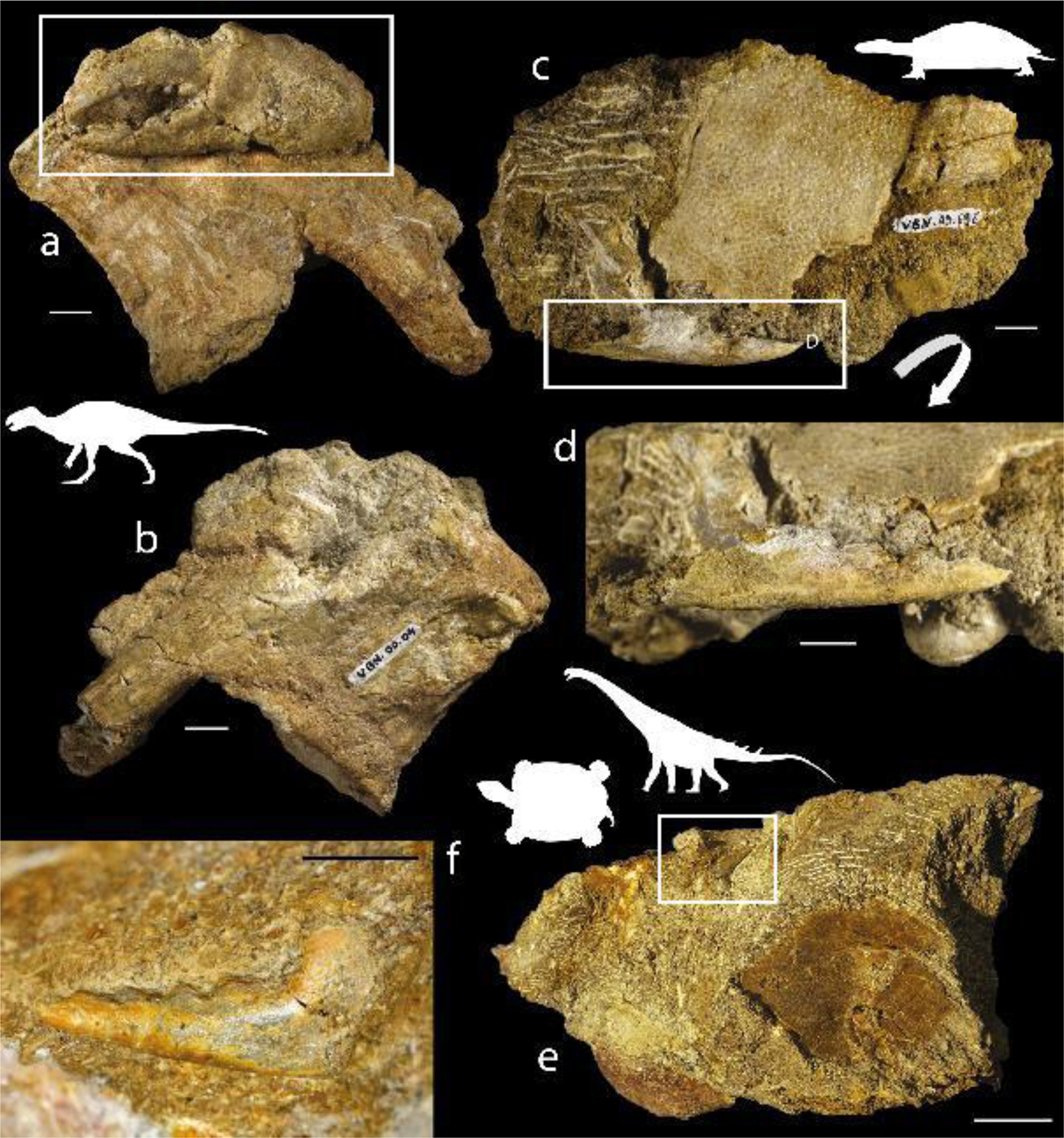 The oldest freshwater crabs: claws on dinosaur bones | Scientific Reports