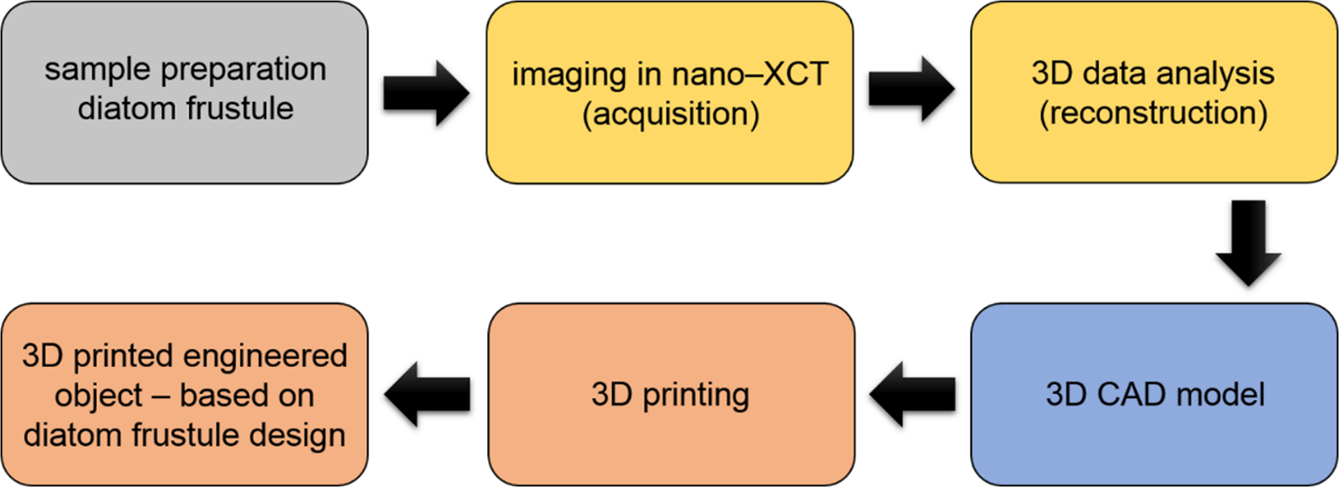 3d Diatom Designed And Selective Laser Melting Slm Manufactured Metallic Structures Scientific Reports