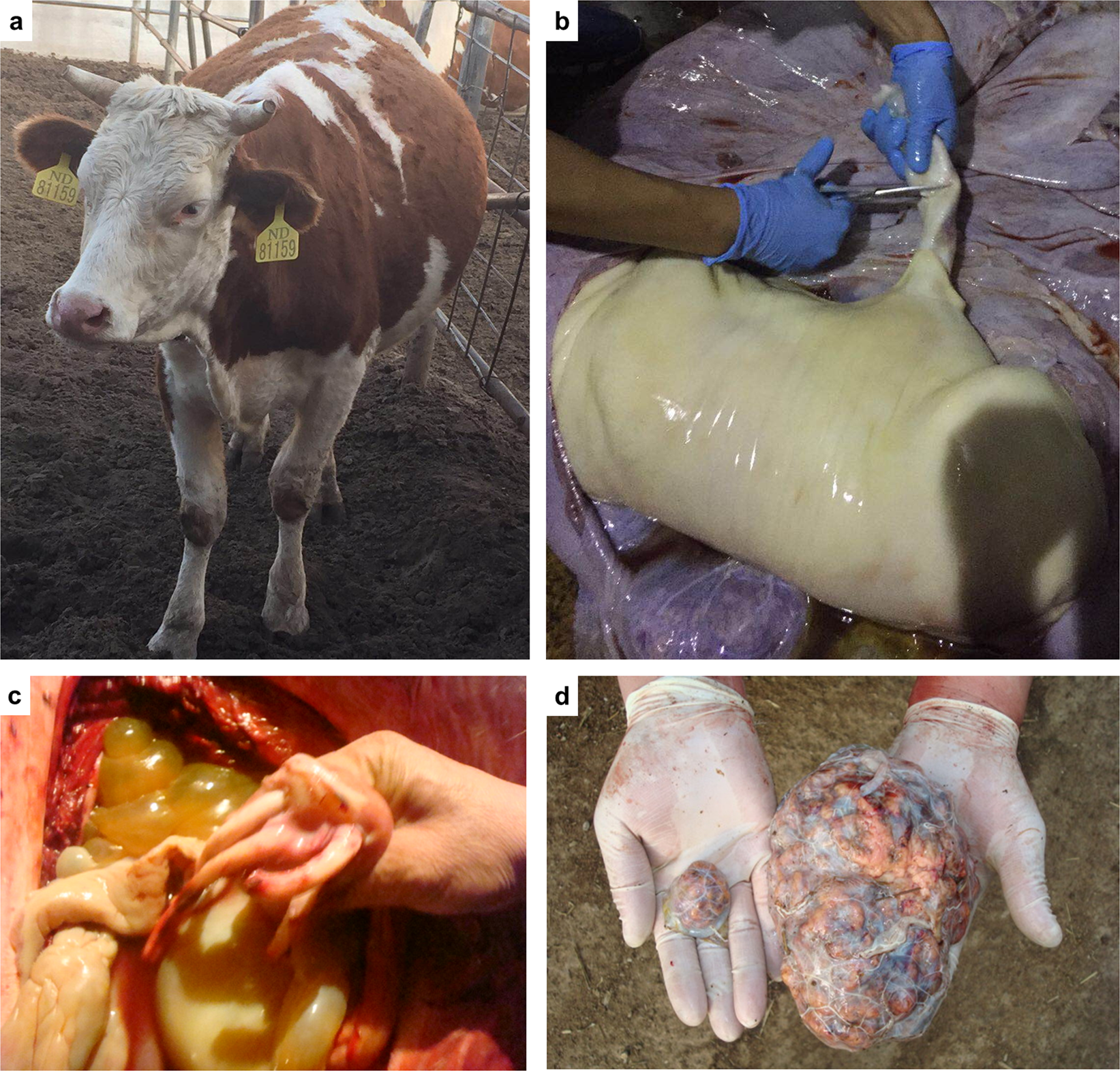 Transcriptome-wide analysis of the SCNT bovine abnormal placenta during  mid- to late gestation | Scientific Reports