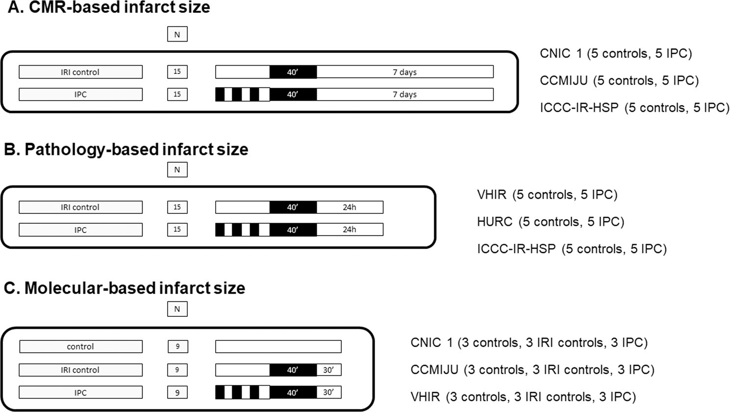 Ciber Clap Cibercv Cardioprotection Large Animal Platform A Multicenter Preclinical Network For Testing Reproducibility In Cardiovascular Interventions Scientific Reports Ciber Clap Cibercv Cardioprotection Large Animal Platform A Multicenter Preclinical Network For Testing Reproducibility In Cardiovascular Interventions Scientific Reports