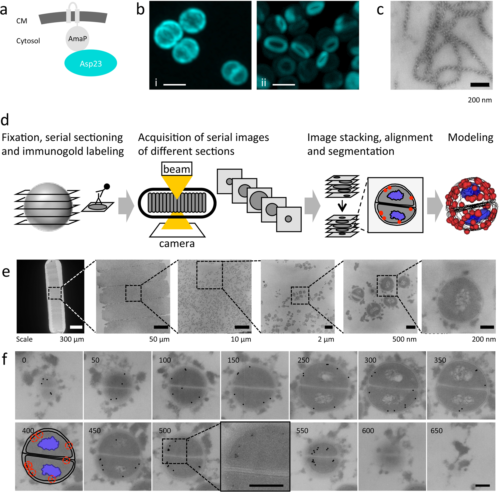 Non-invasive and label-free 3D-visualization shows in vivo oligomerization  of the staphylococcal alkaline shock protein 23 (Asp23) | Scientific Reports