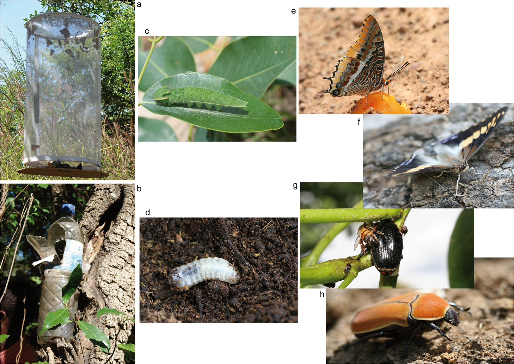 Environmental Impact Of Tsetse Eradication In Senegal Scientific Reports