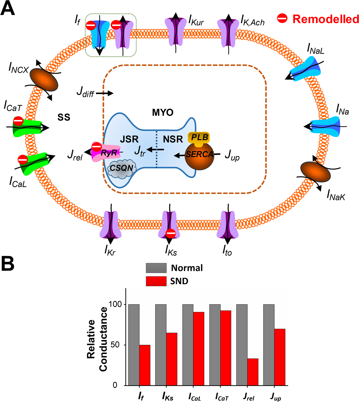 In silico study of the effects of anti-arrhythmic drug treatment on  sinoatrial node function for patients with atrial fibrillation | Scientific  Reports