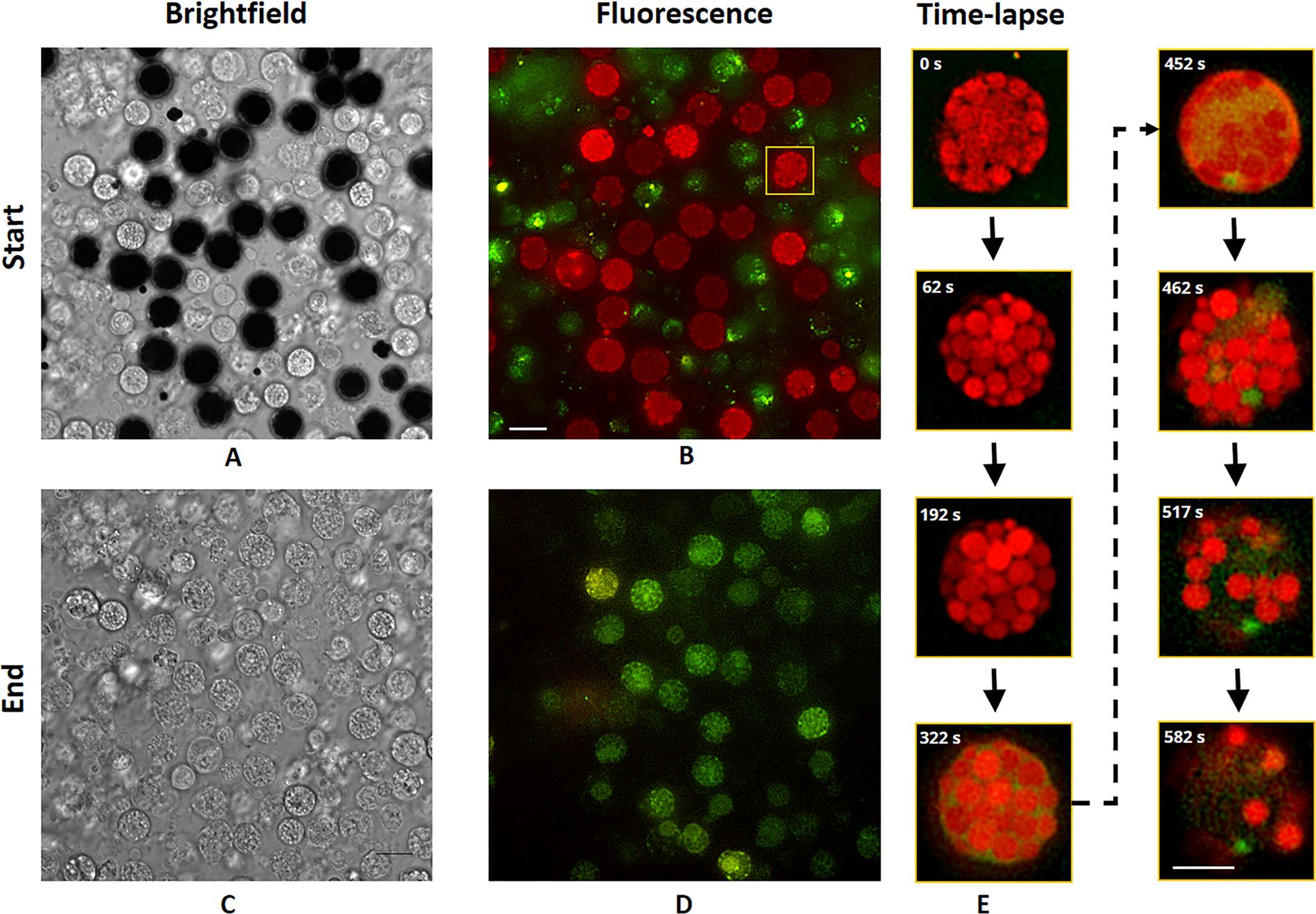 Autofluorescence mediated red spherulocyte sorting provides insights into  the source of spinochromes in sea urchins | Scientific Reports