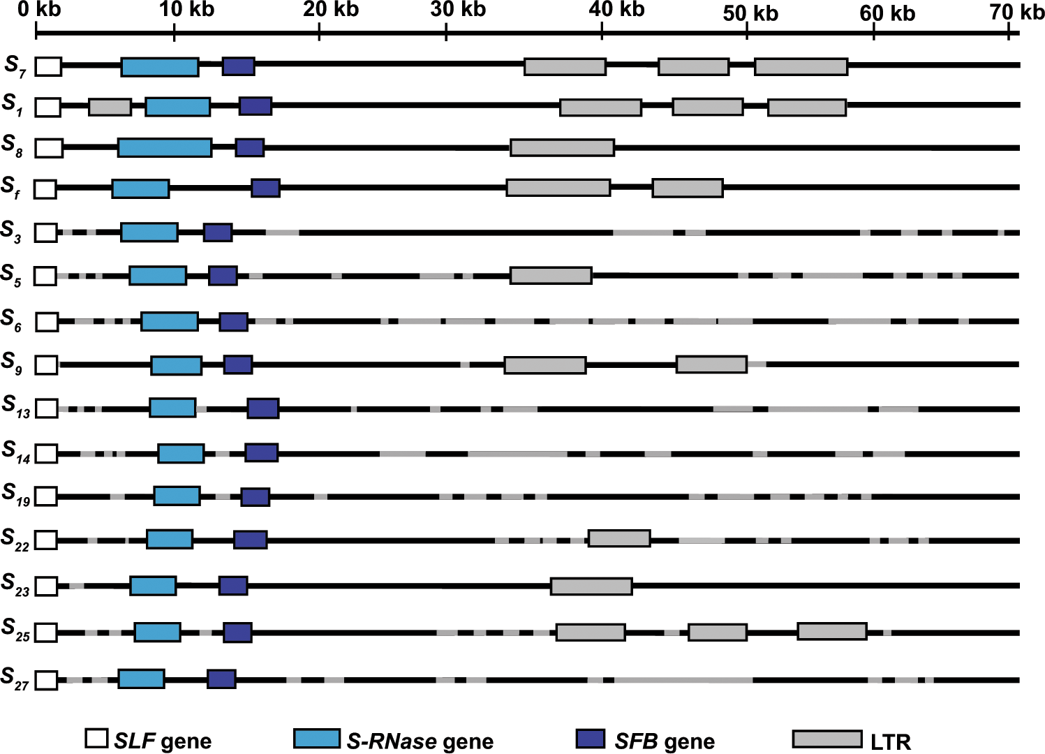 Variation Among S Locus Haplotypes And Among Stylar Rnases In Almond Scientific Reports