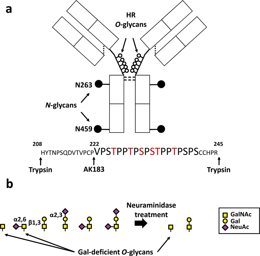 Analysis Of O Glycoforms Of The Iga1 Hinge Region By Sequential Deglycosylation Scientific Reports