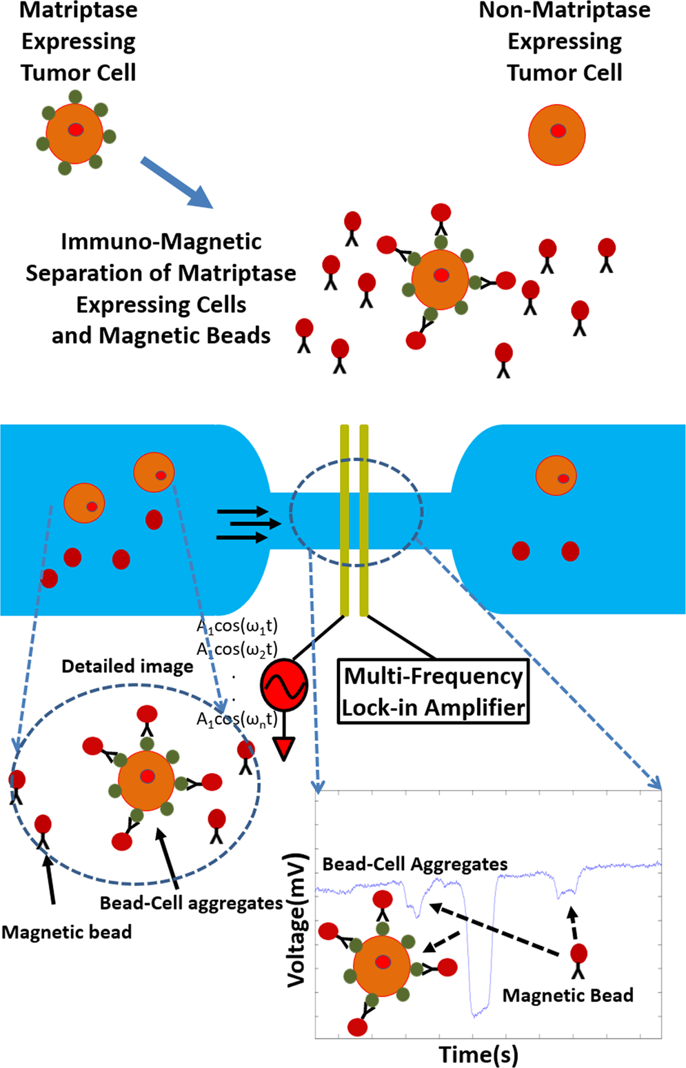 Rapid Assessment of Surface Markers on Cancer Cells Using Immuno-Magnetic  Separation and Multi-frequency Impedance Cytometry for Targeted Therapy |  Scientific Reports