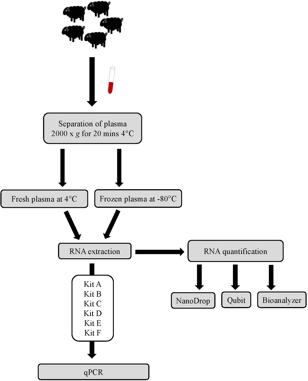 Comparison Of Methods For Mirna Isolation And Quantification From Ovine Plasma Scientific Reports Comparison Of Methods For Mirna Isolation And Quantification From Ovine Plasma Scientific Reports