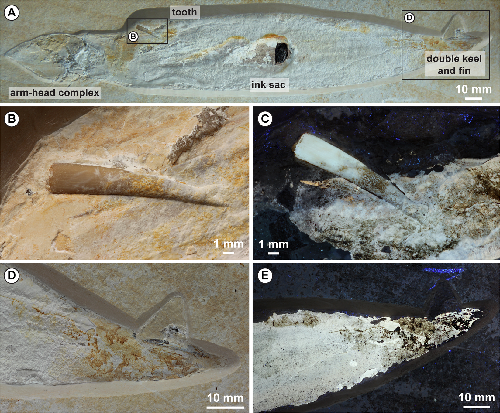 Pterosaurs ate soft-bodied cephalopods (Coleoidea) | Scientific Reports