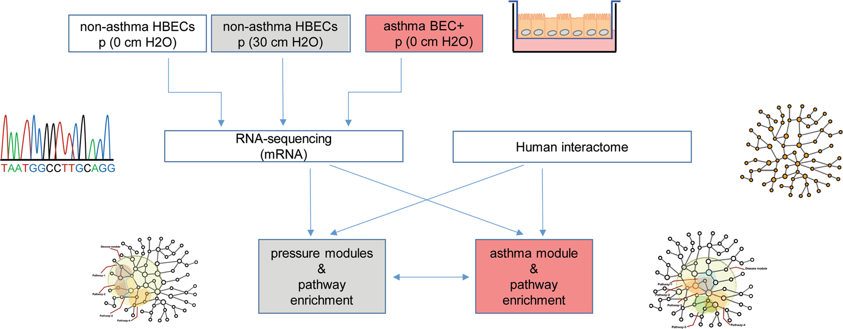 Mechanical Forces Induce An Asthma Gene Signature In Healthy Airway Epithelial Cells Scientific Reports