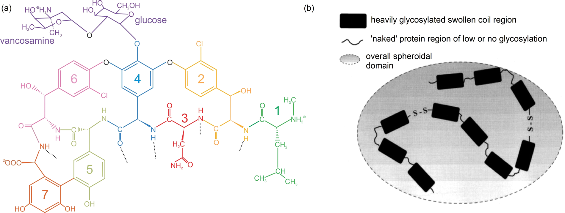 The Antibiotic Vancomycin Induces Complexation And Aggregation Of