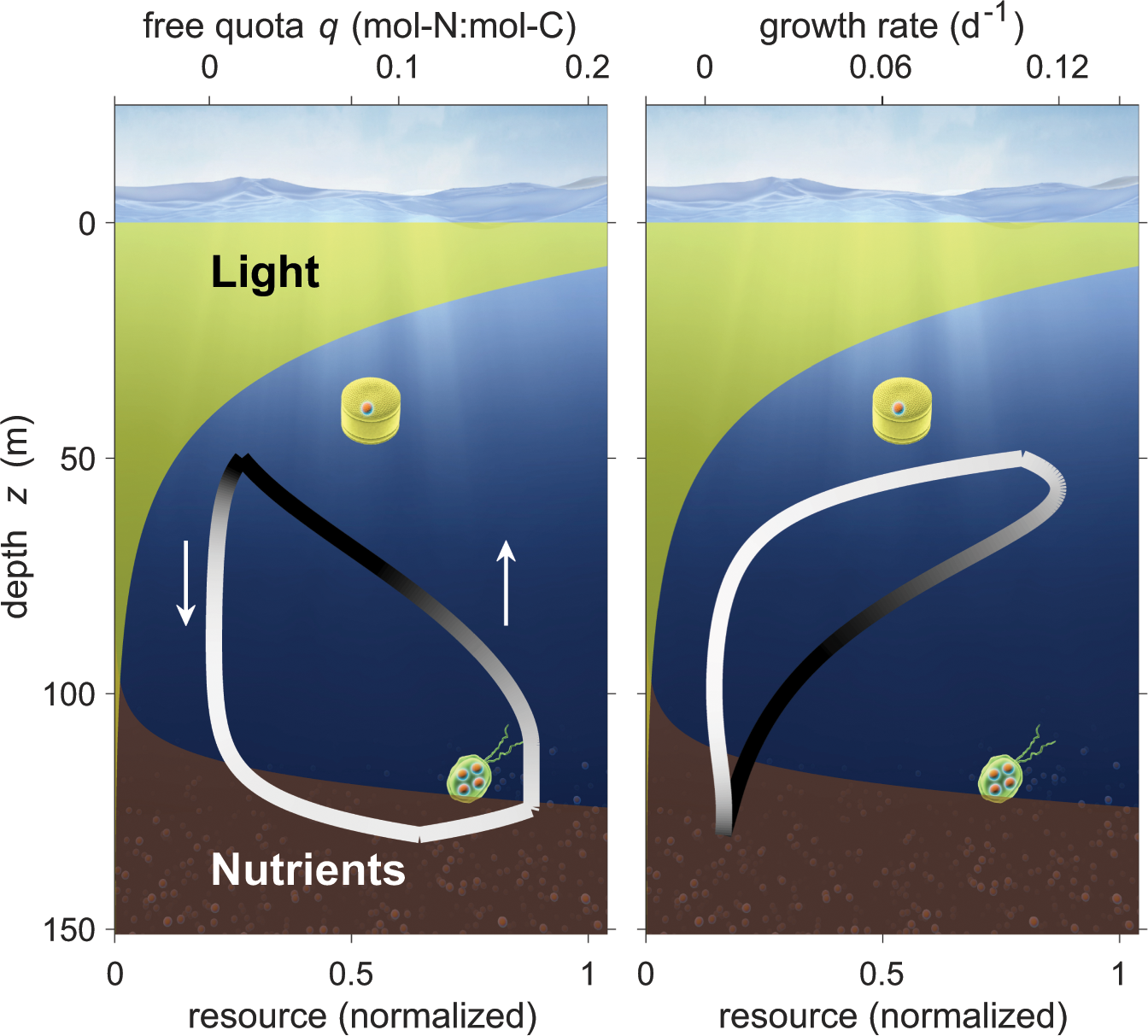 Vertical migration by bulk phytoplankton sustains biodiversity and nutrient  input to the surface ocean