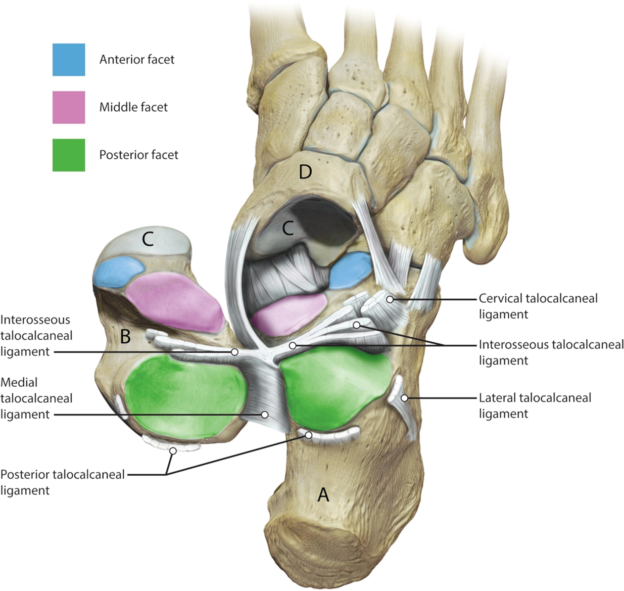 Centre of Rotation of the Human Subtalar Joint Using Weight-Bearing  Clinical Computed Tomography | Scientific Reports